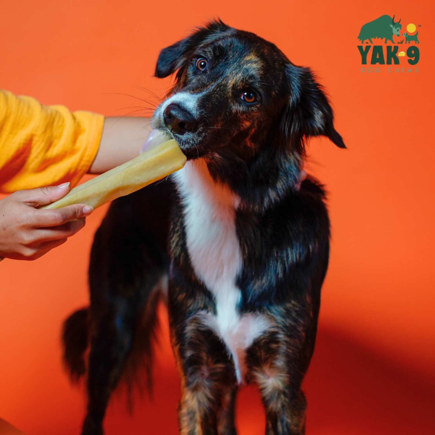 Yak9 Chews Natural Yak Cheese Chews Dog Treats, Pumpkin, Large, 1-Each