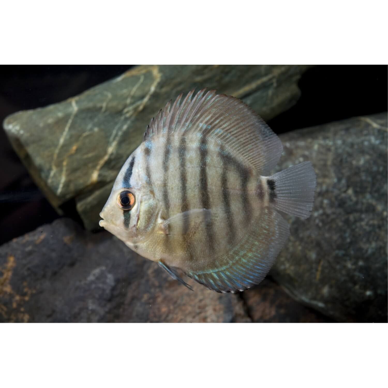 Assorted Discus Thailand Regular