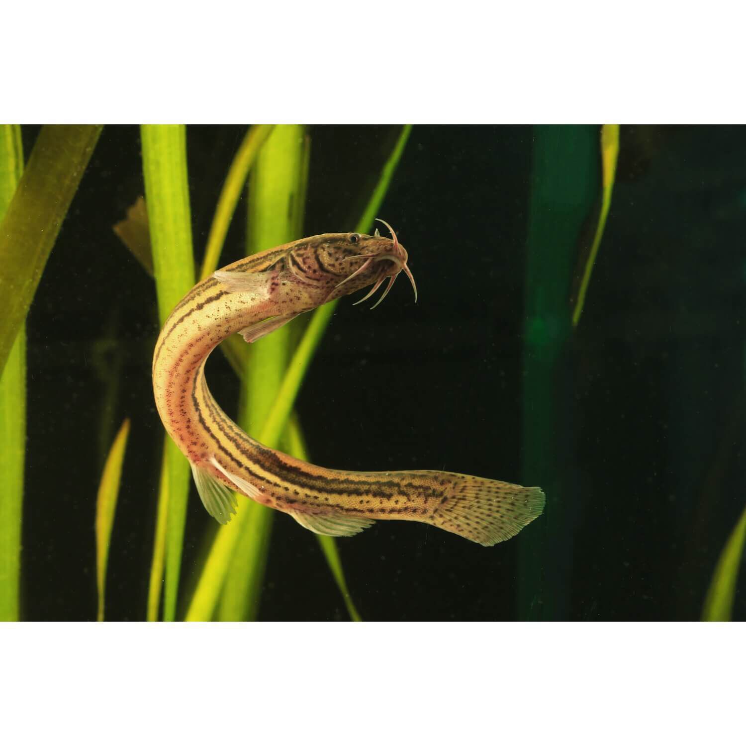 Dojo Loach Medium