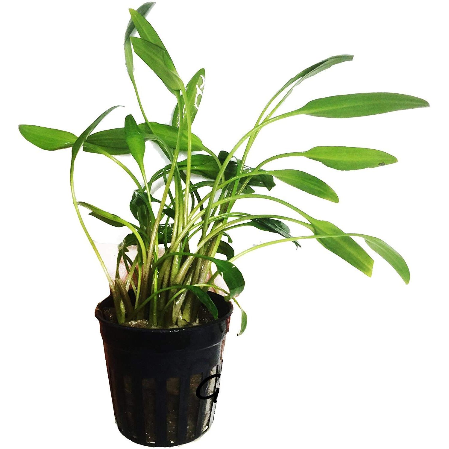 C. Lutea Potted