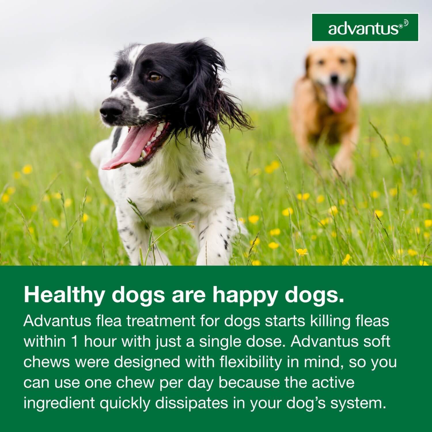 Advantus Chewable Oral Flea Treatment For Dogs, 23-110 Lbs