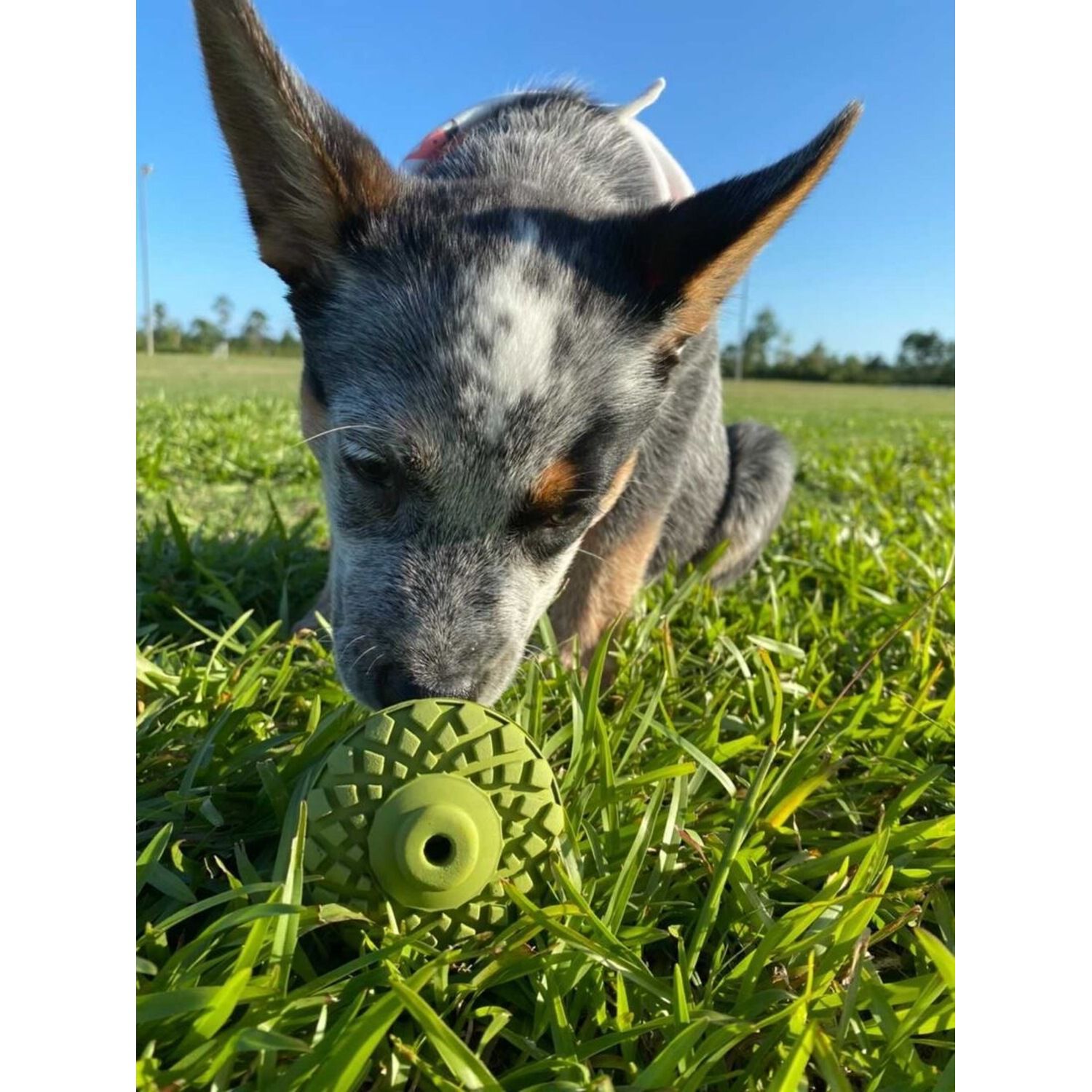 Tall Tails Natural Rubber Acorn Interactive Treat Dispensing Dog Toy, 3"