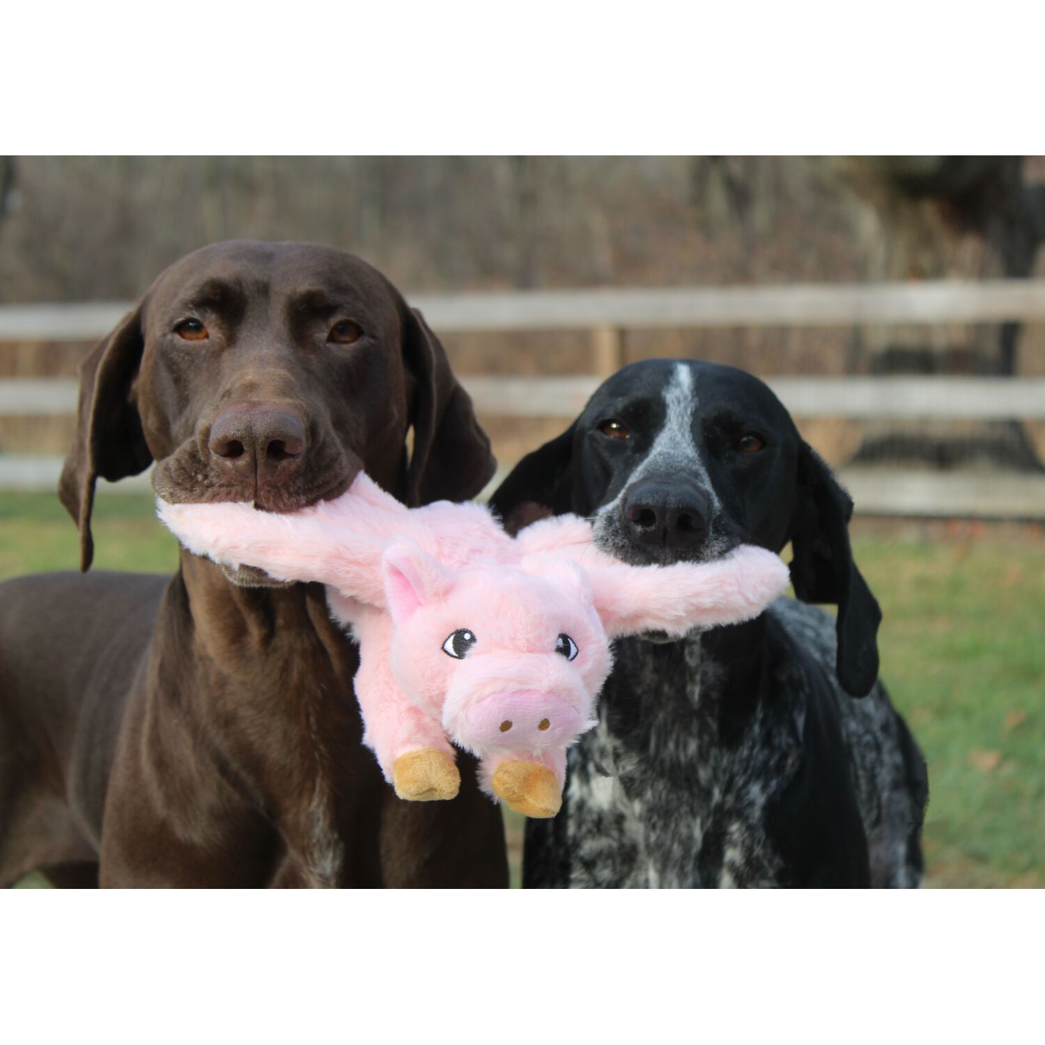 Tall Tails Flying Pig Fling And Fetch Squeaky Plush Dog Toy, 12-Inch