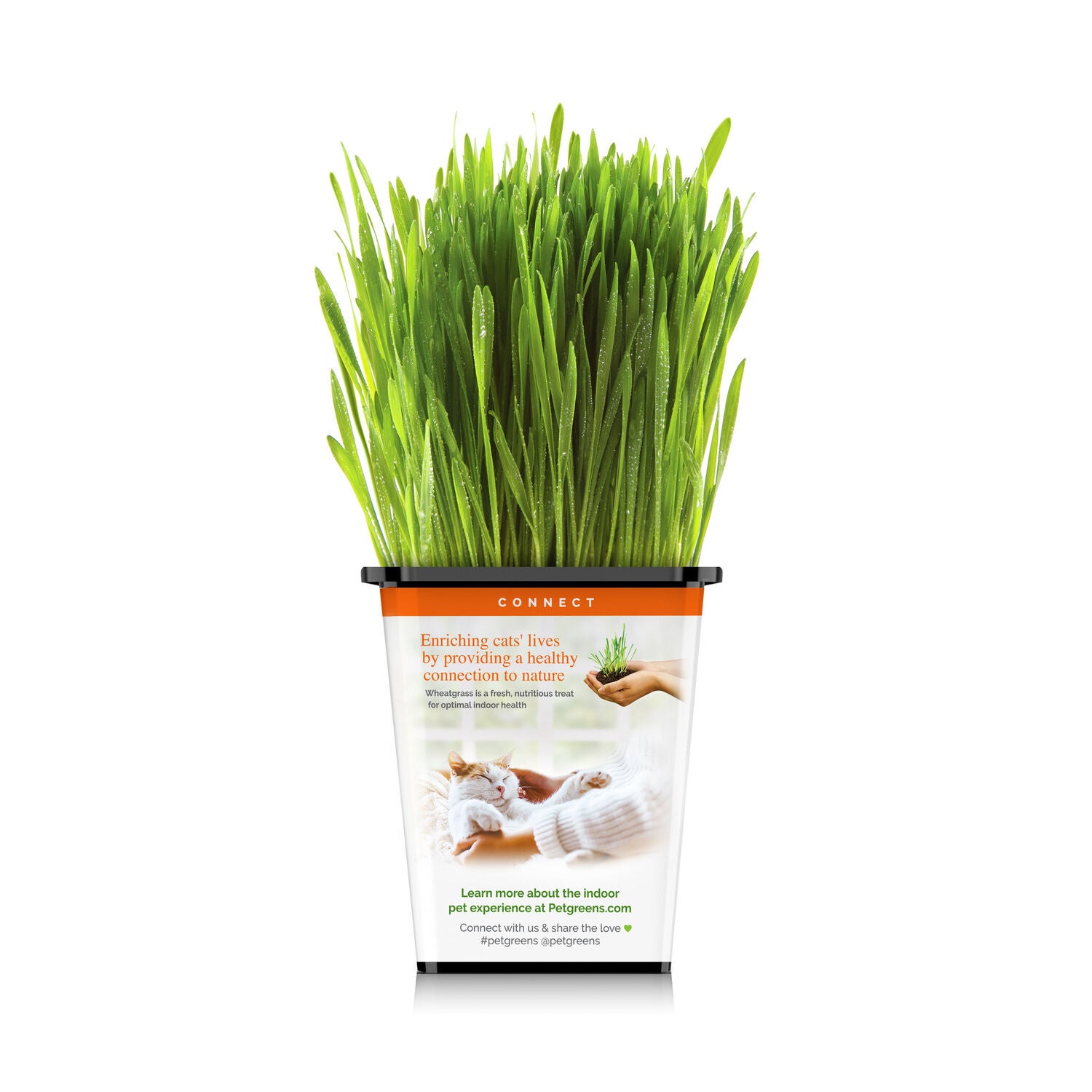 Pet Greens Live Cat Grass Natural Cat Treat