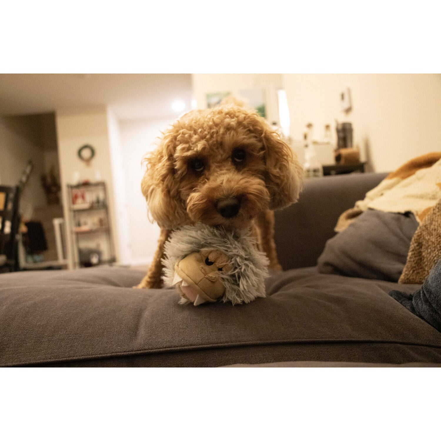 Tall Tails Yeti 2-In-1 Fetch Ball Dog Toy