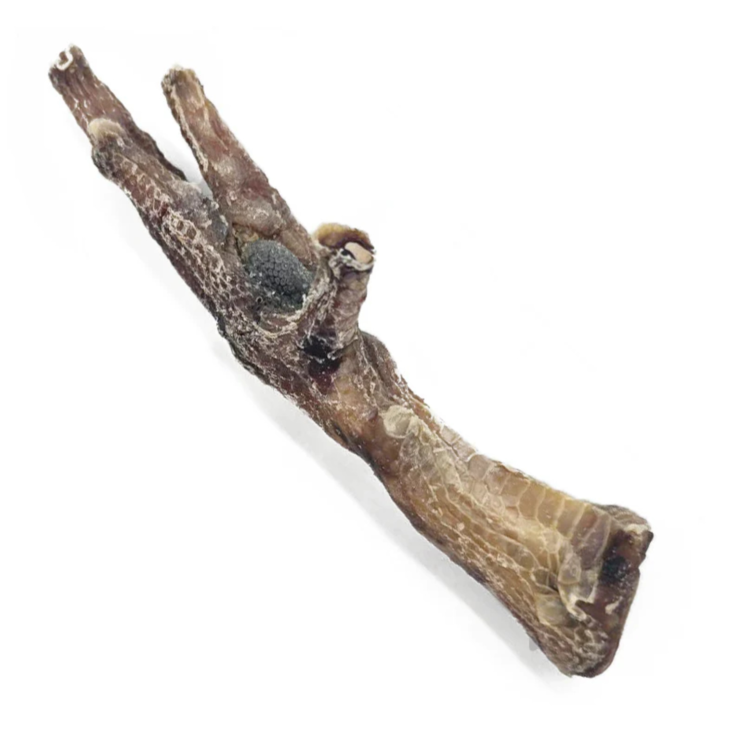 Performatrin Ultra Baked Chicken Feet Natural Dog Treat, 1 Each