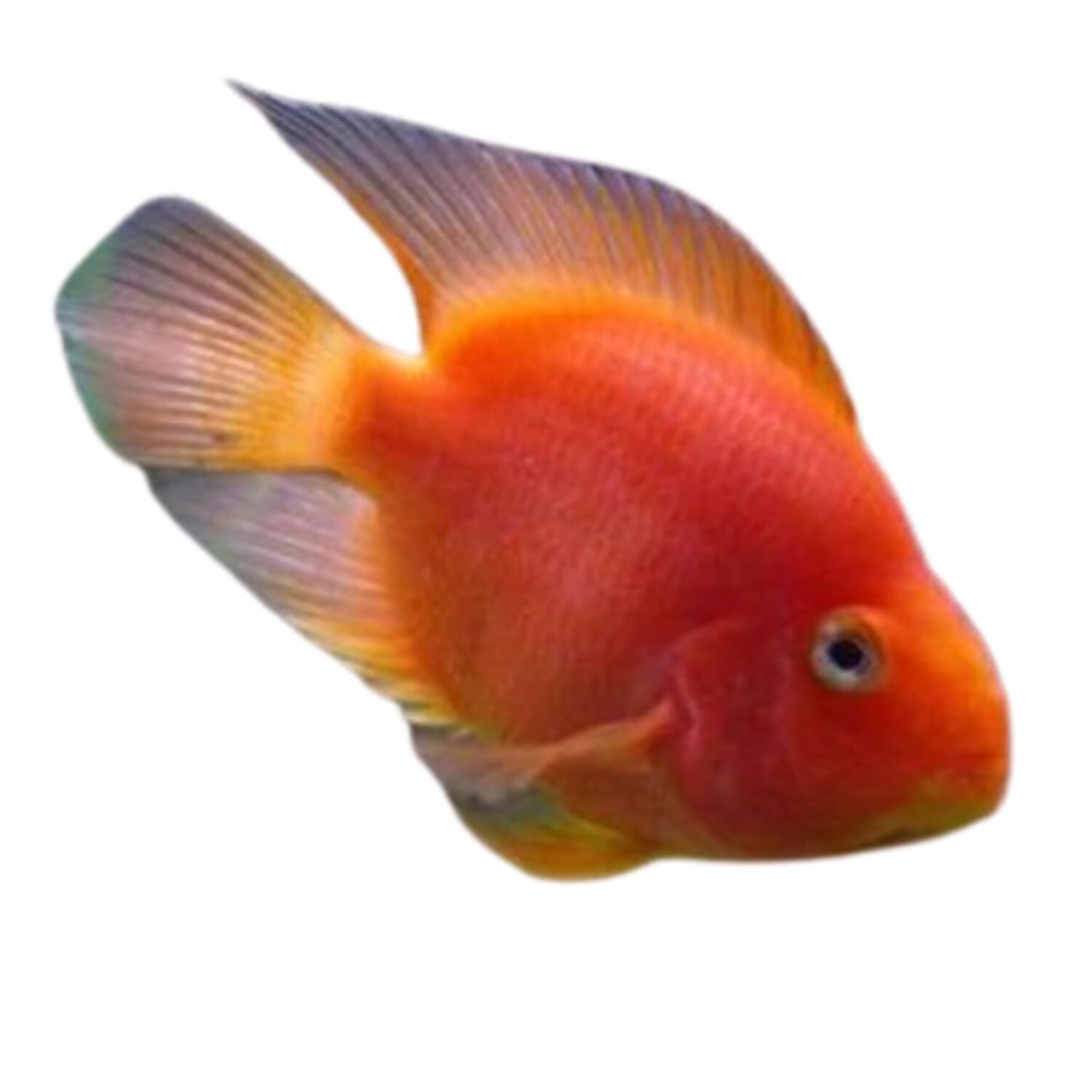 Blood Parrot Cichlid - Medium