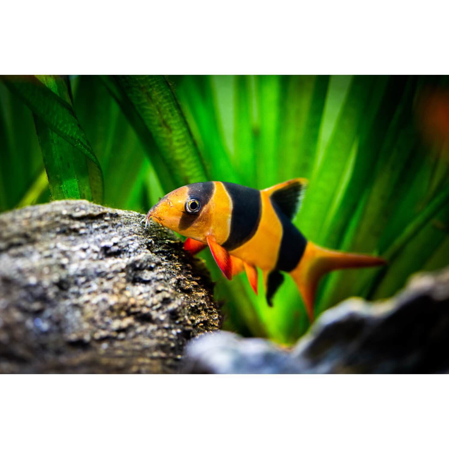 Clown Loach Regular