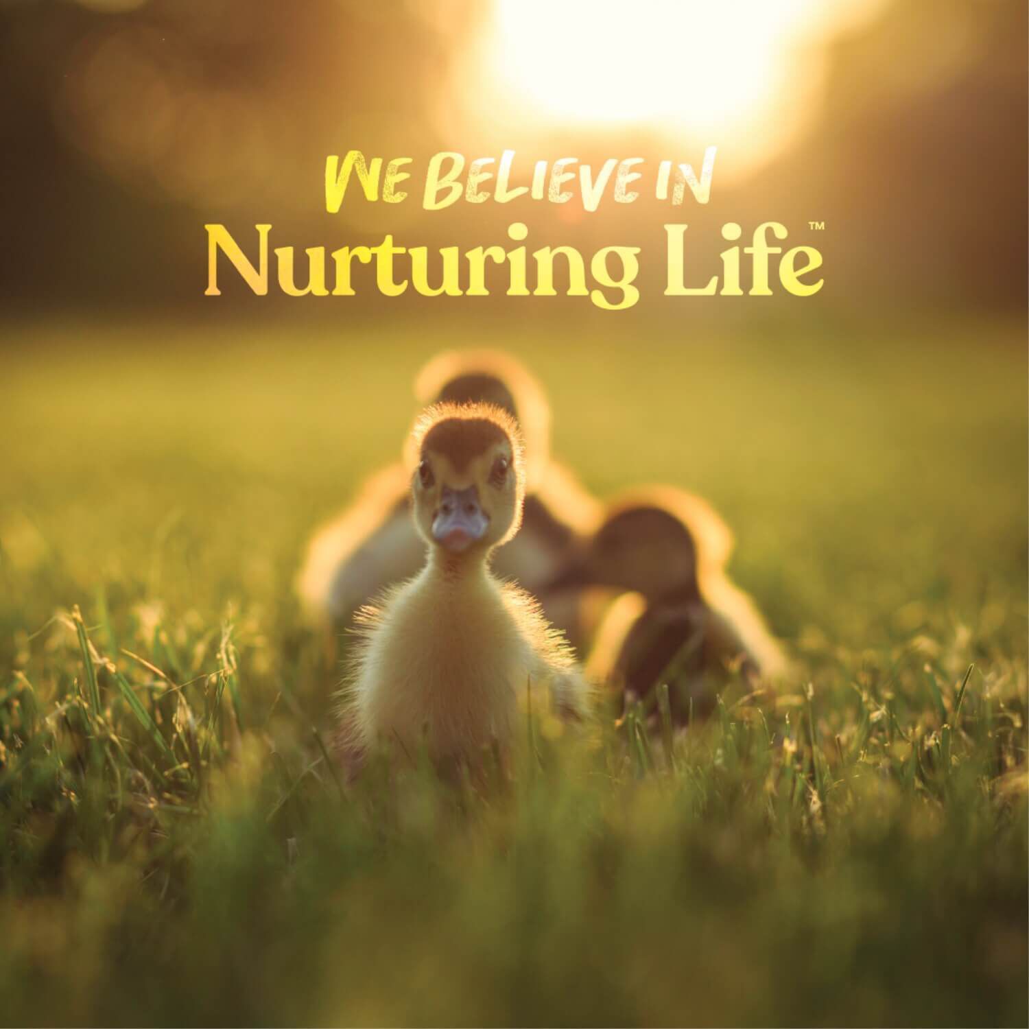Manna Pro Duckling & Gosling Starter Grower Food