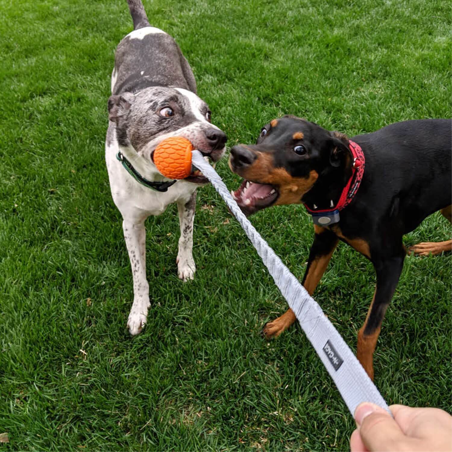 N-Gage Handler Rope & Tug Dog Toy, Regular