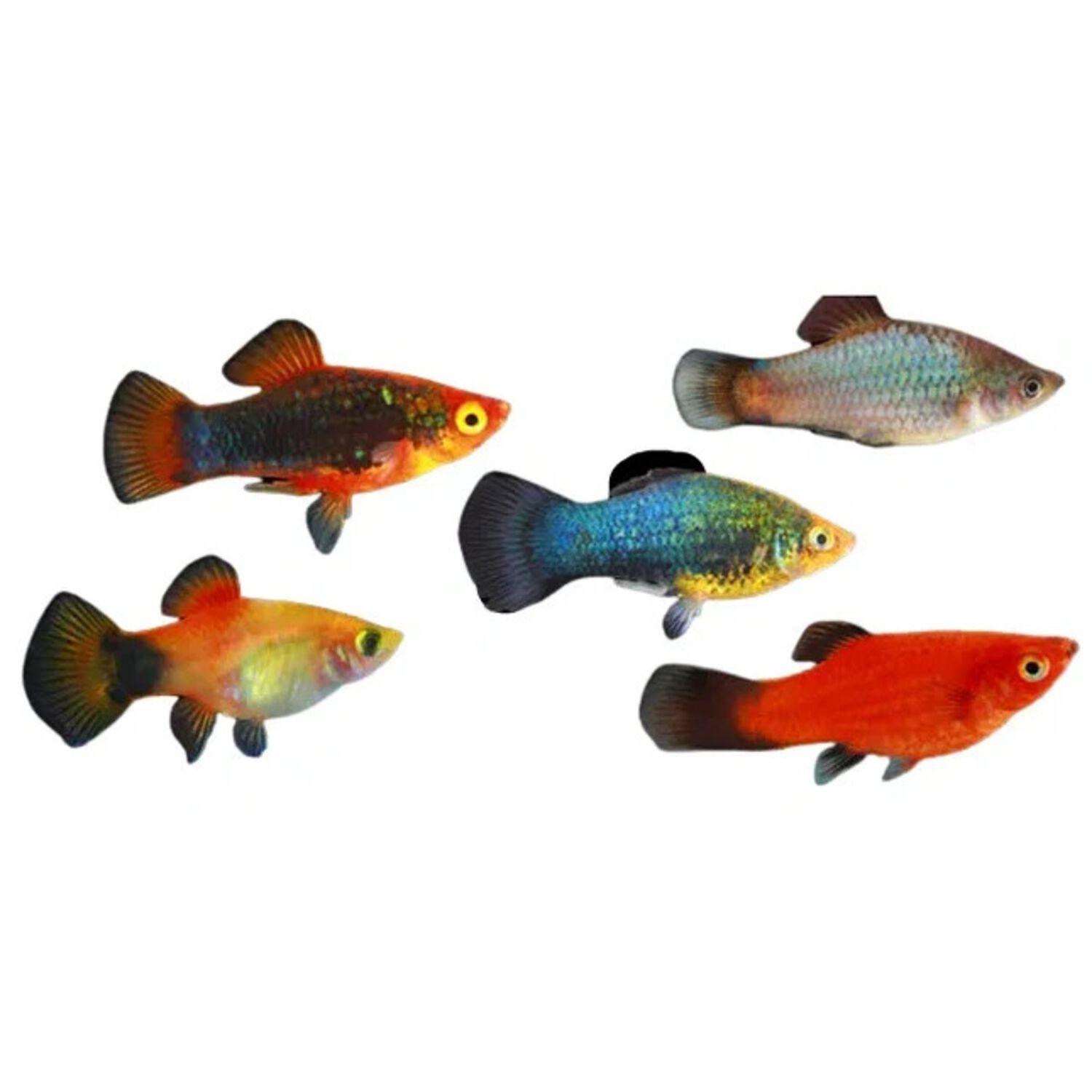 Assorted Neon Platy - Medium