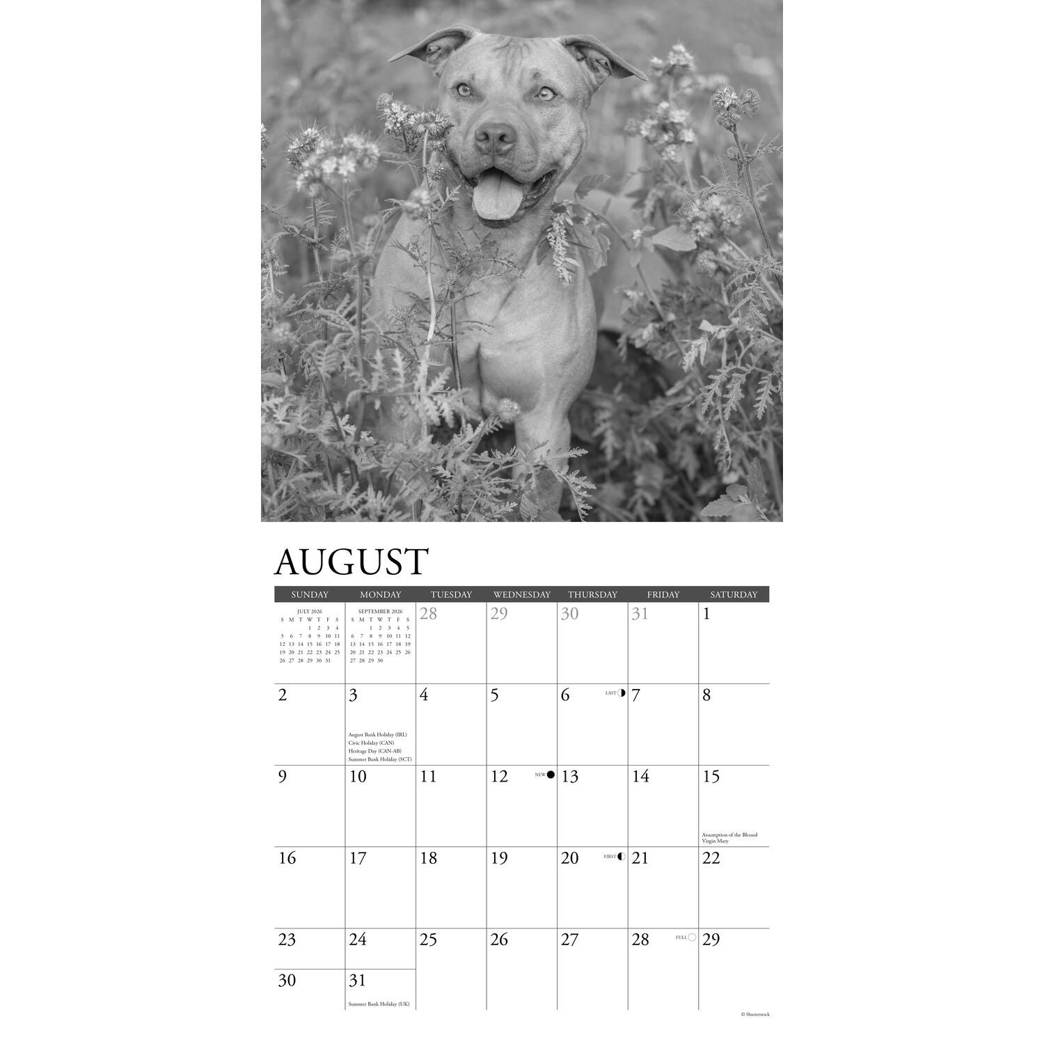 Willow Creek Press 2026 American Pit Bull Terriers Wall Calendar