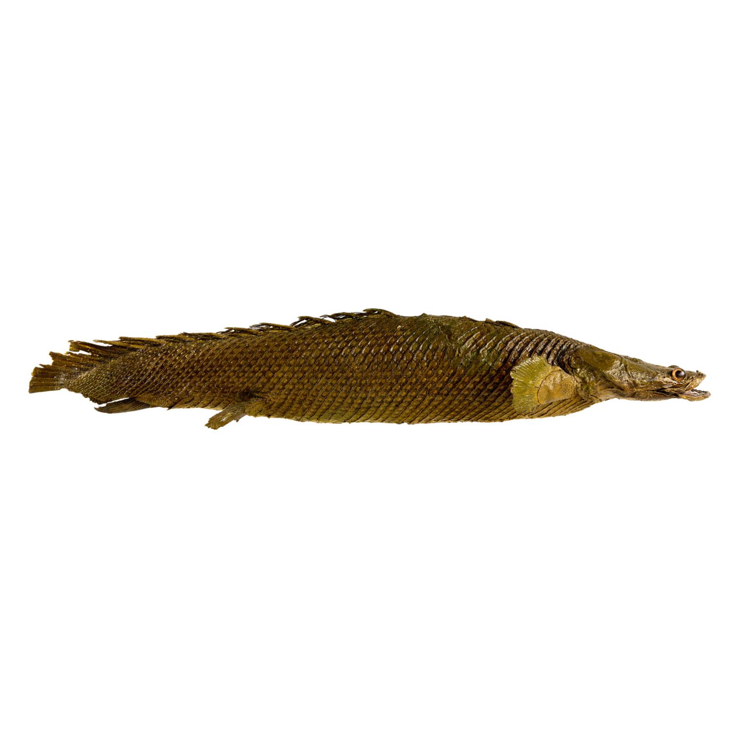 Endlicheri Polypterus