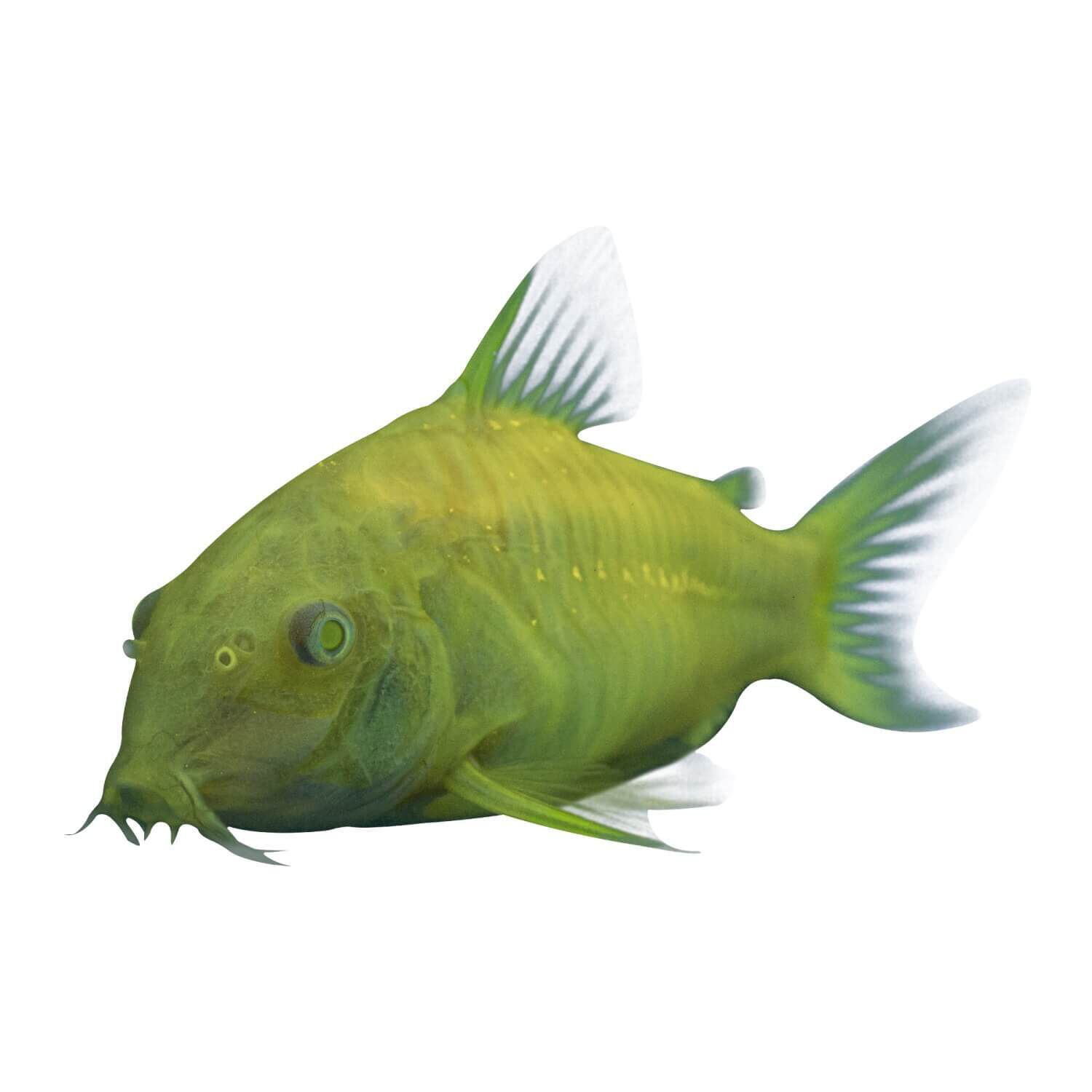 Glofish Corydoras Catfish