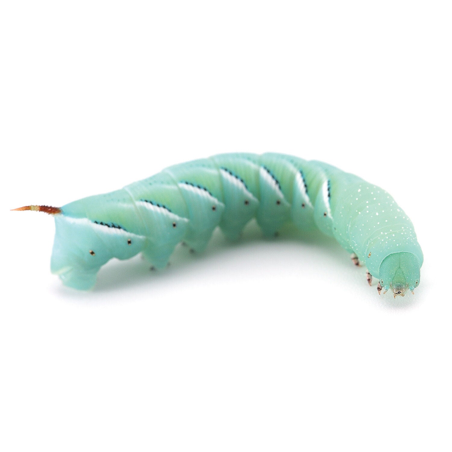 Live Hornworms