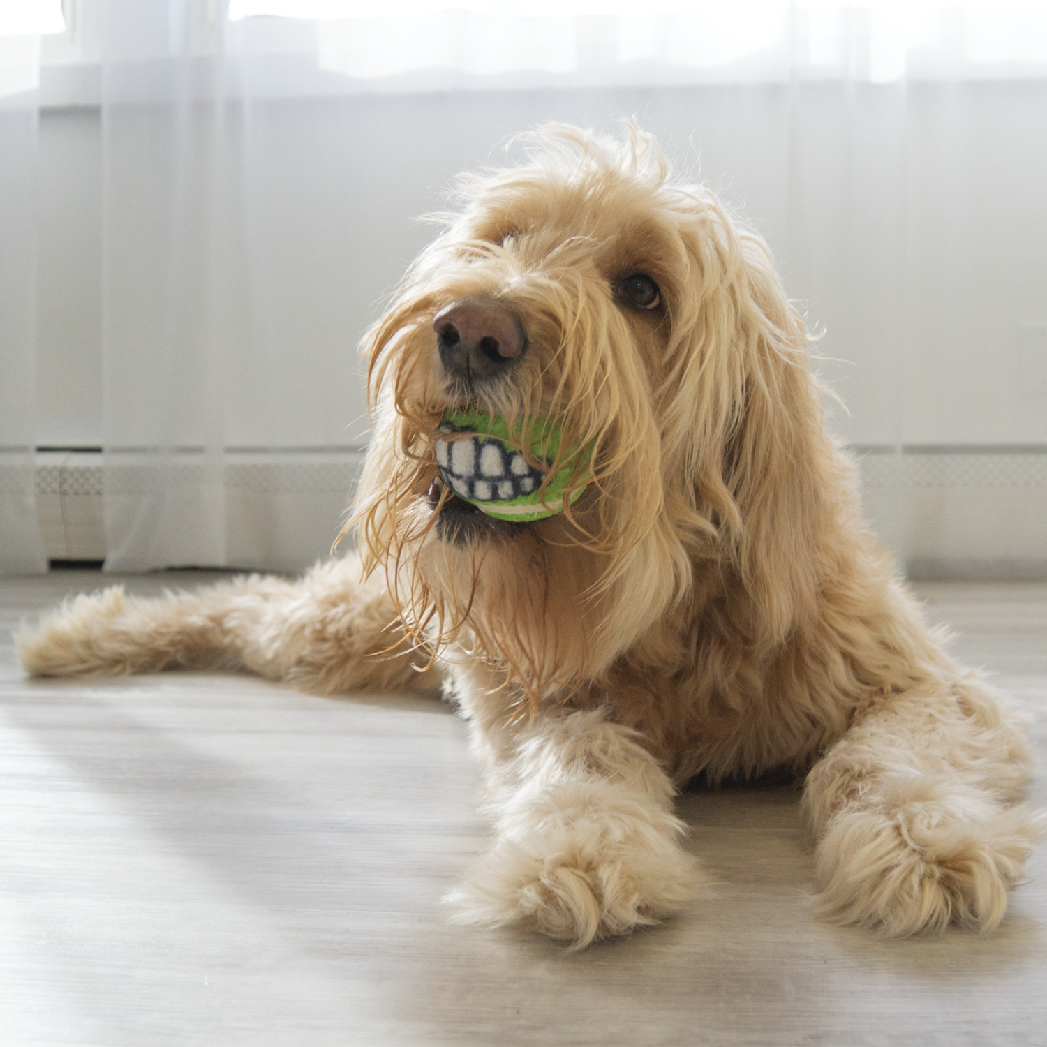 Kong Grinz Activity Variety Balls Dog Toy, 3-Pack