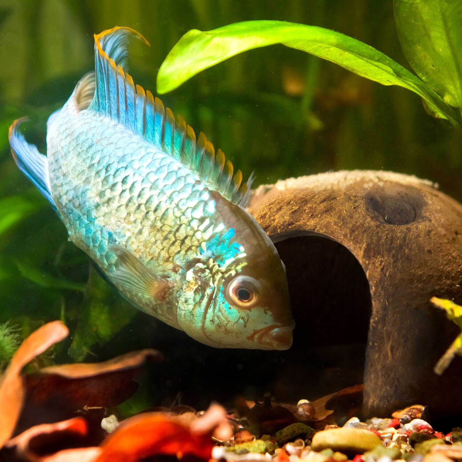 Gal&aacute;pagos Freshwater Fish Aquarium Starter Kit, 4.5Qt Box