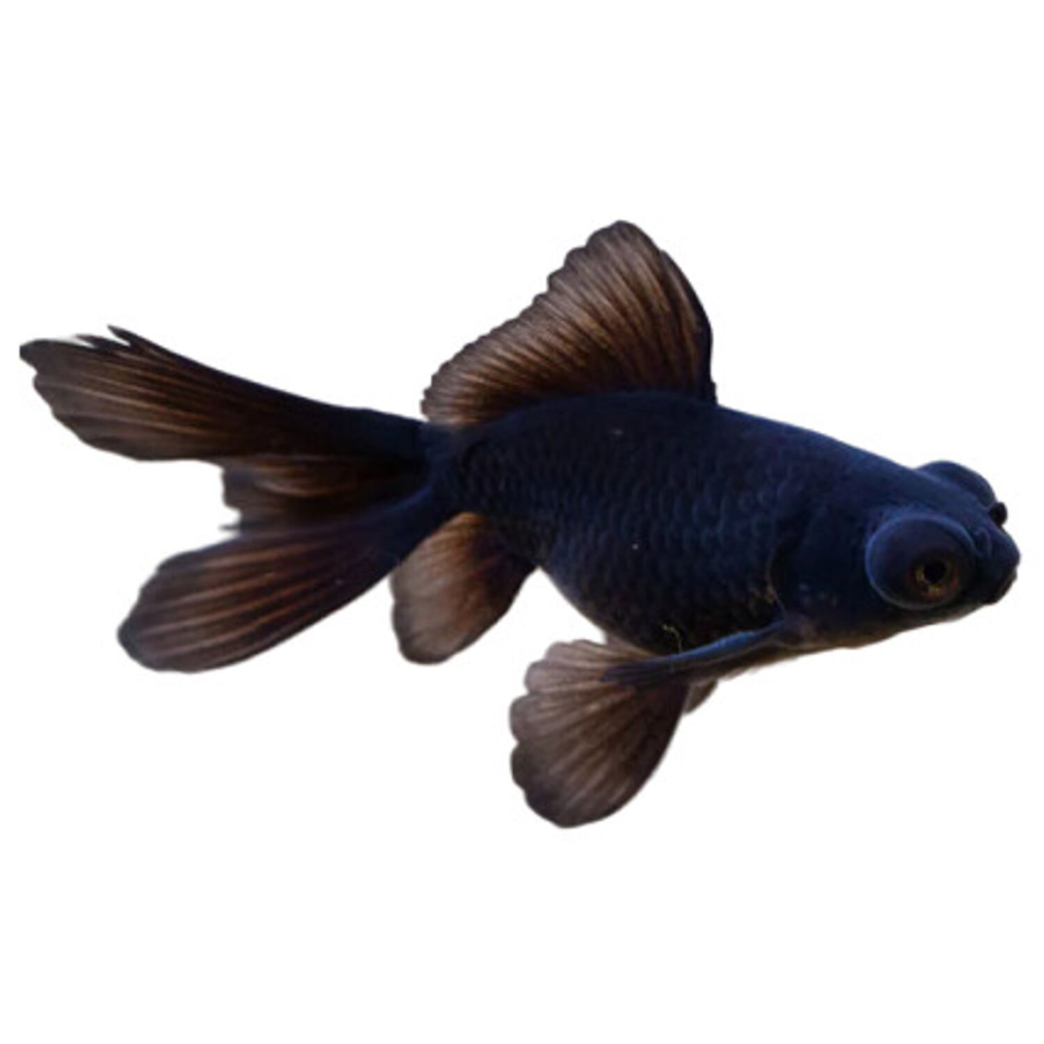 Black Moor Goldfish - Medium/Small