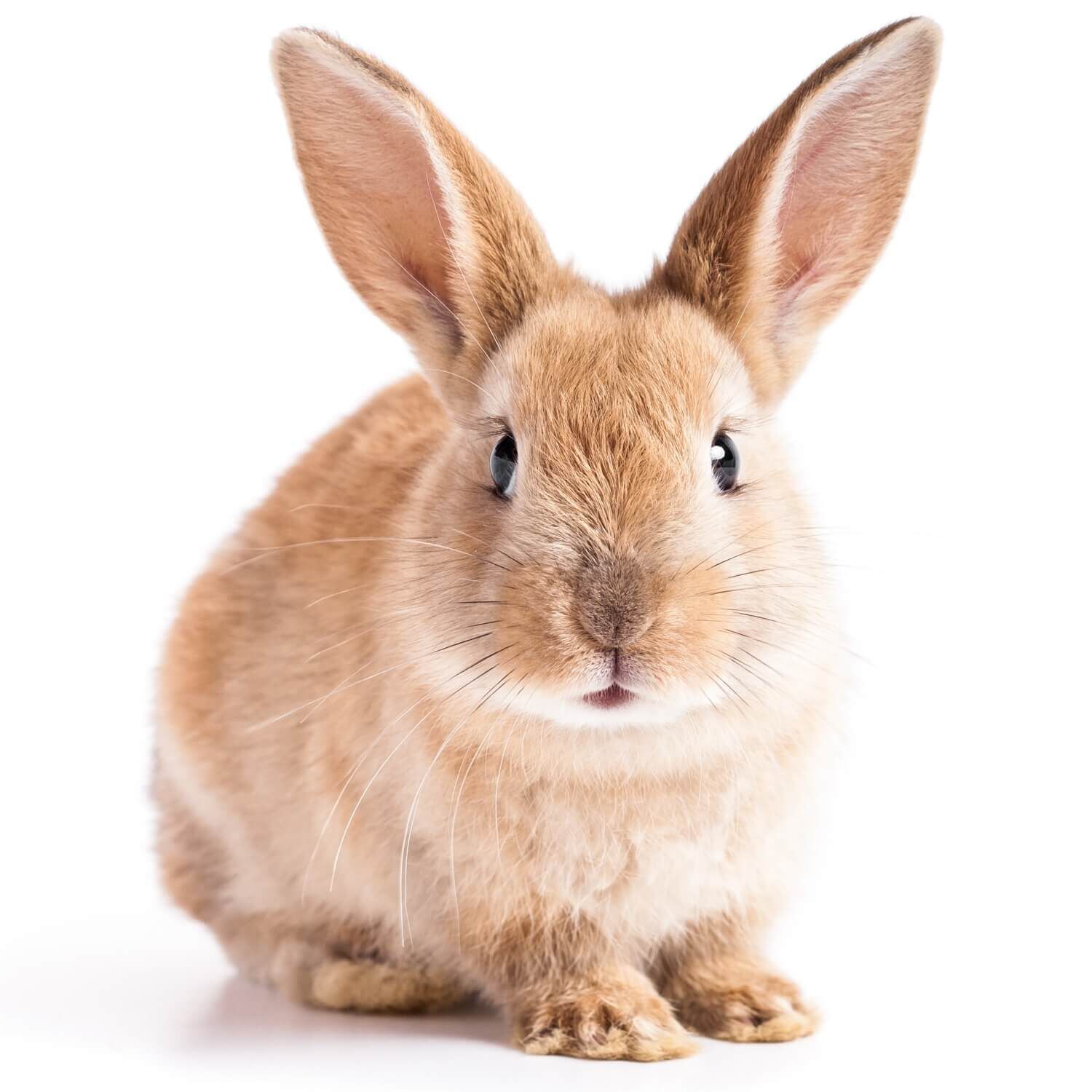 Mix Breed Rabbit Small