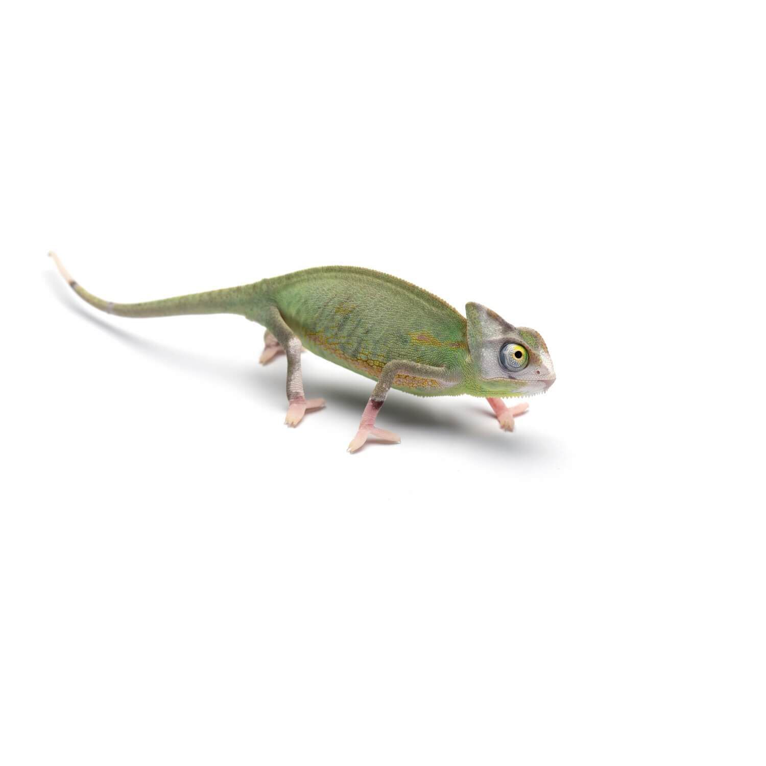 Pied Veiled Chameleon