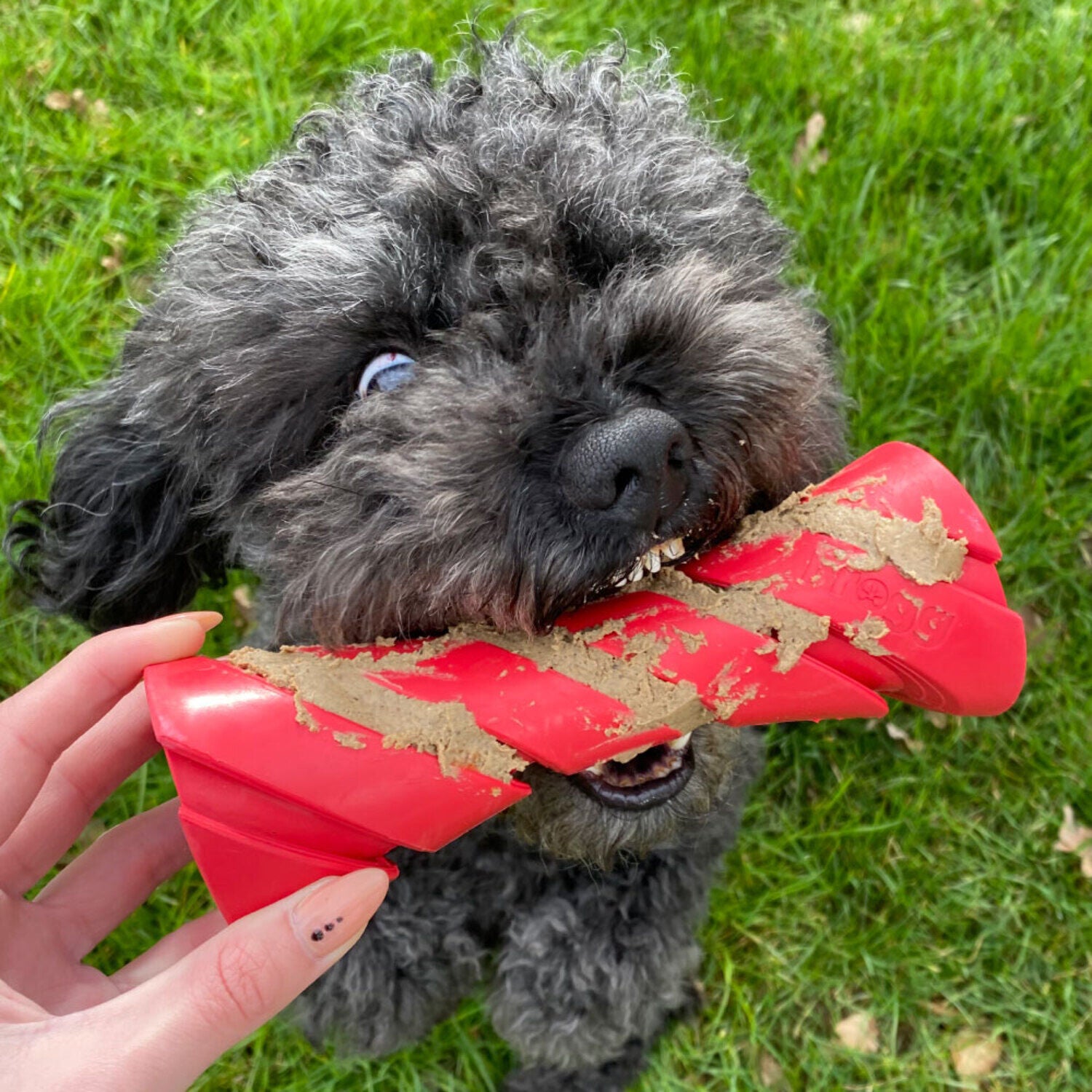 Frogg Dumbbell Interactive Ecofriendly Rubber Dog Toy