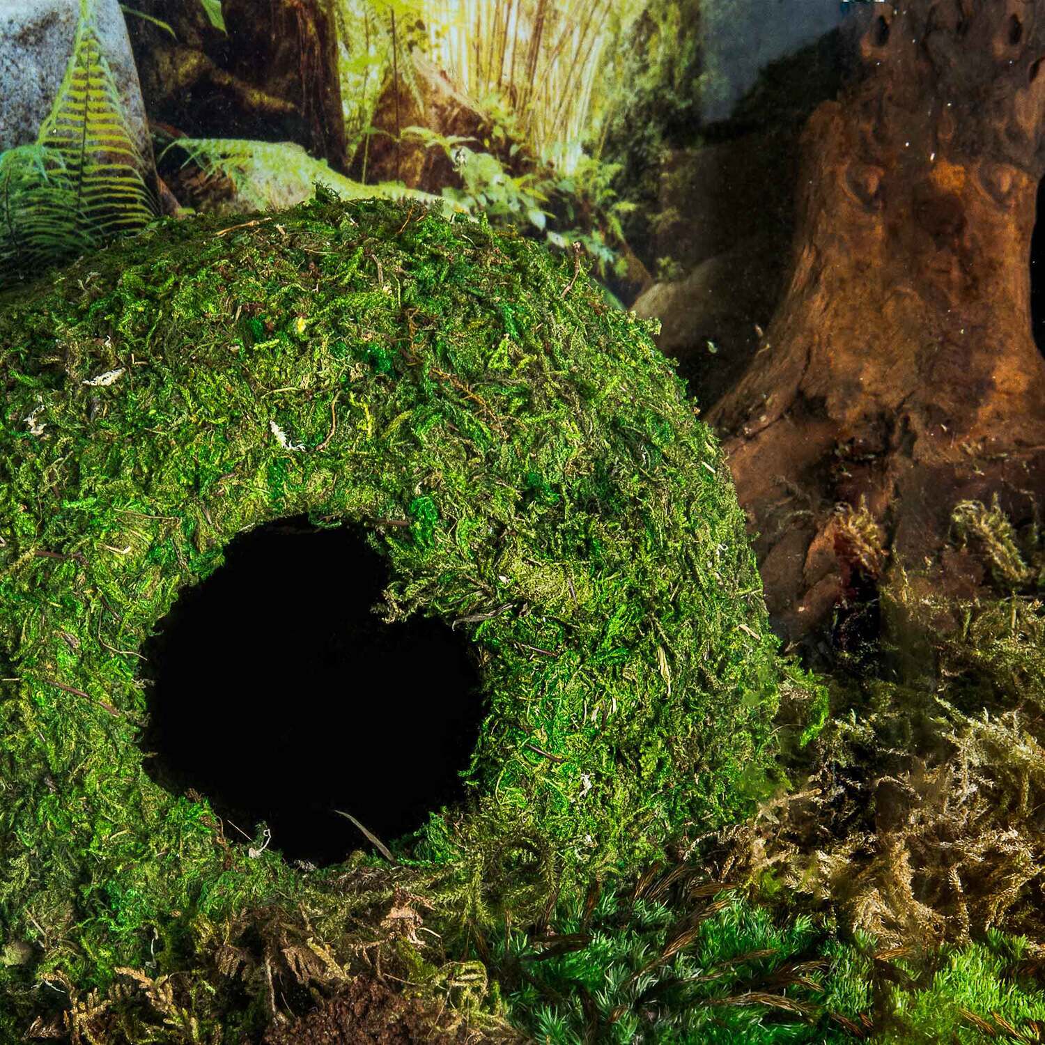Gal&aacute;pagos Mossy Cave With Holes, Green, 8In Diameter