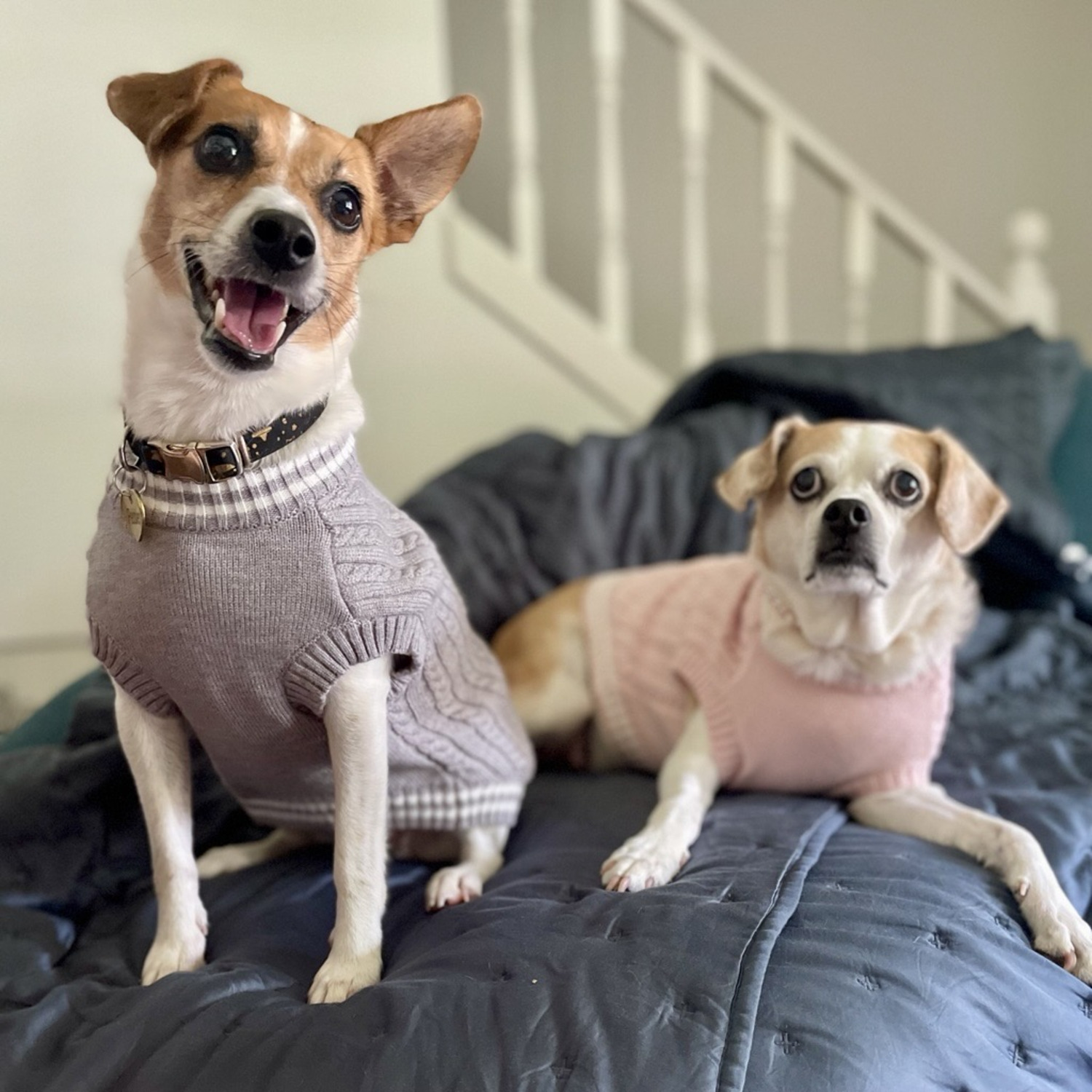 Fabdog Pink Preppy Dog Sweater Vest, Large