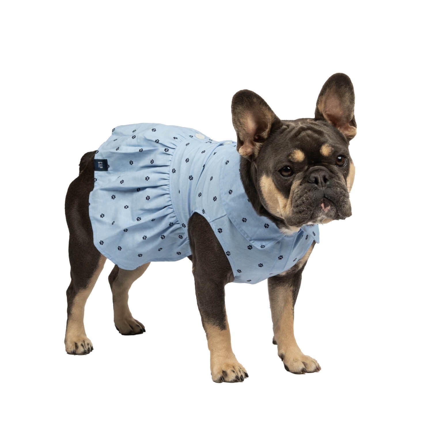 Gap Blue Paw Print Collared Dog Dress