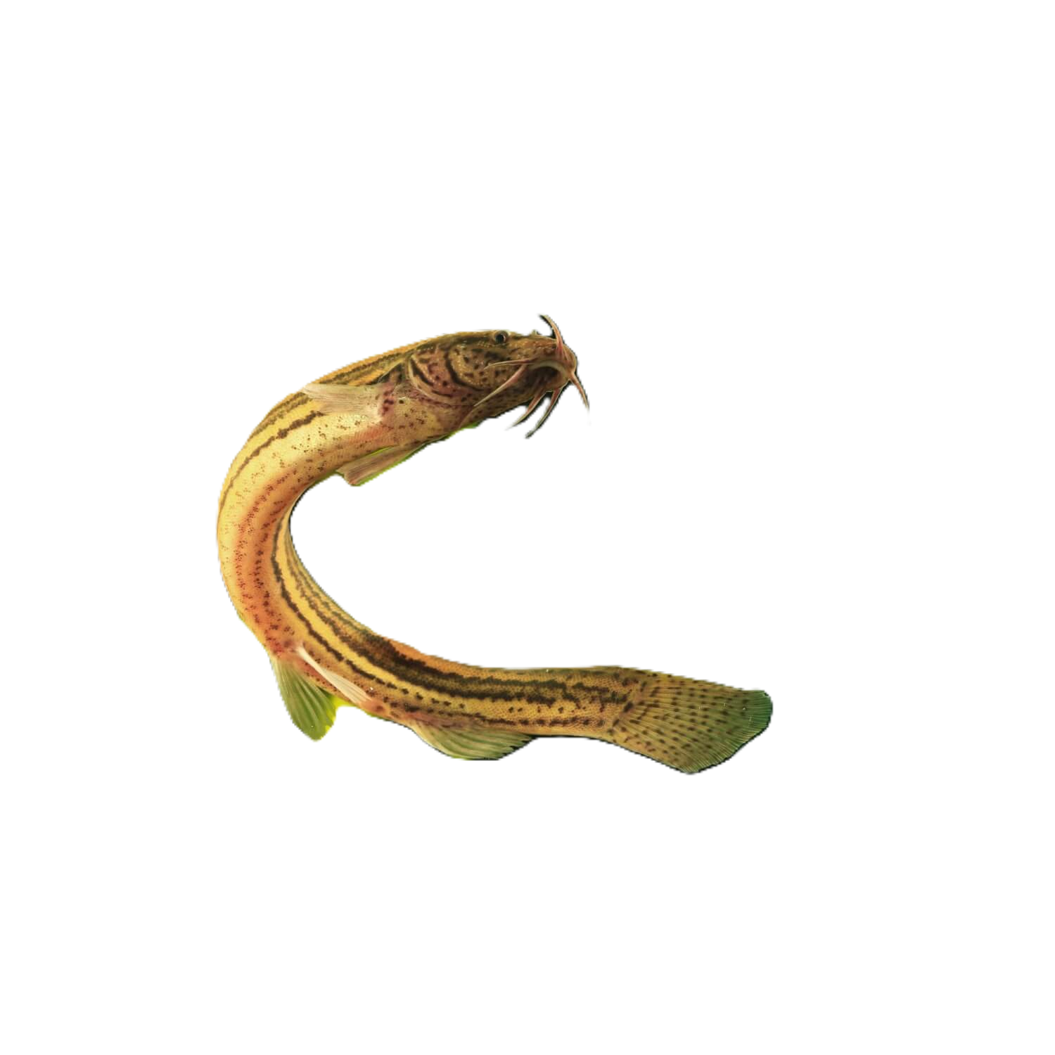 Dojo Loach Fish, Medium