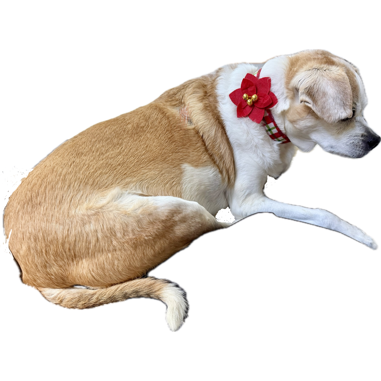 Aristopet Red Poinsettia Flower Holiday Cat & Dog Slider Collar Accessory, Medium/Large