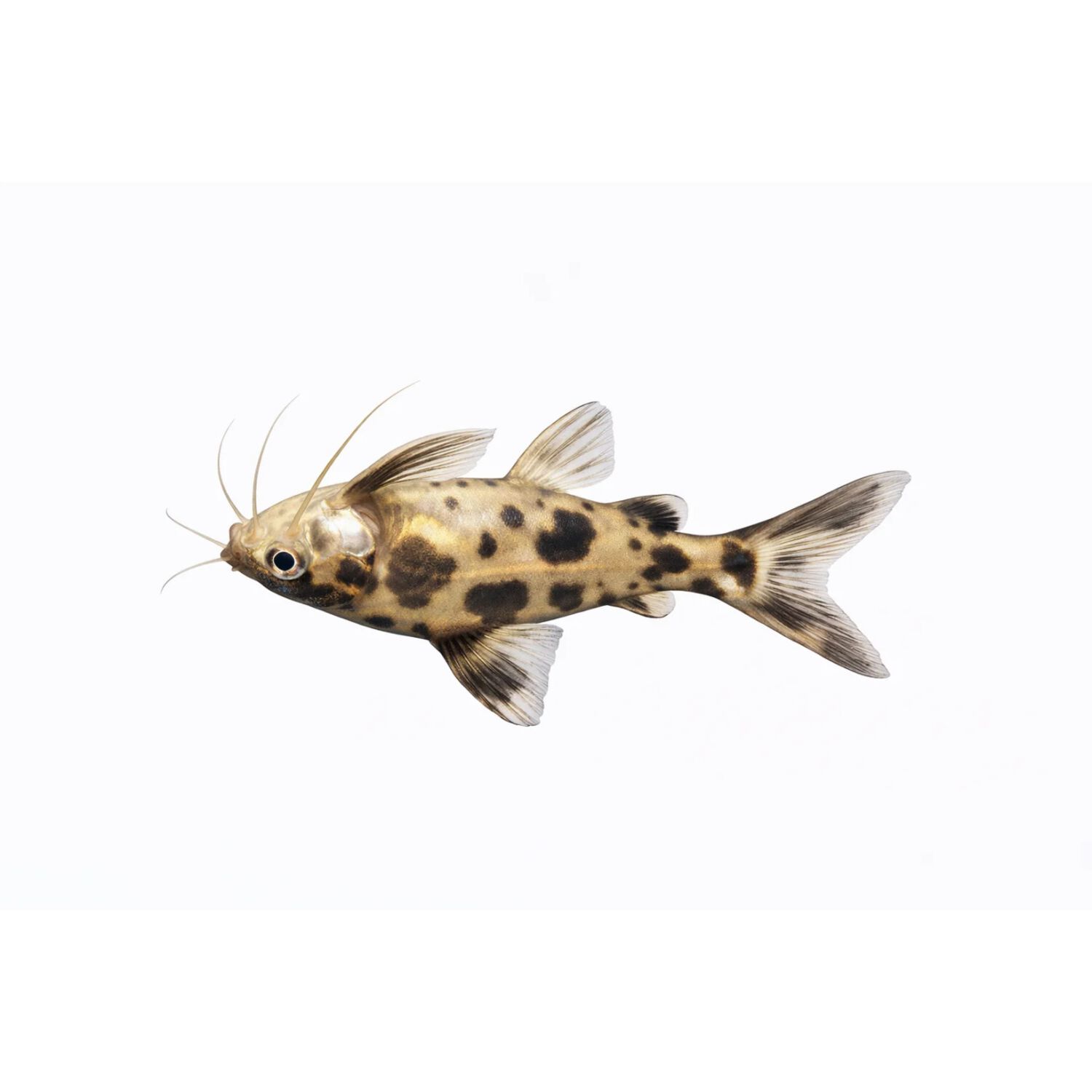 Upside Down Catfish - Regular