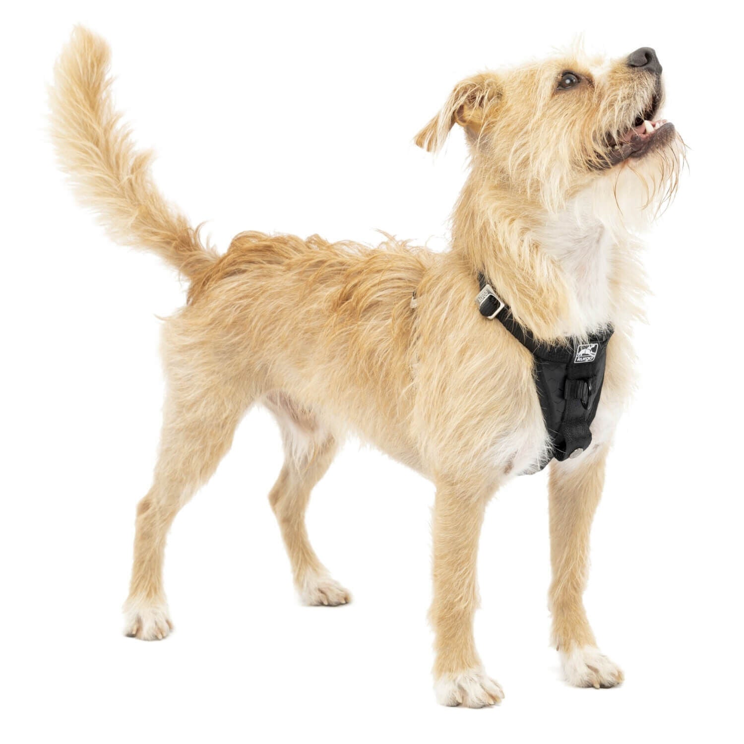 Kurgo Tru-Fit Smart Harness, Enhanced Strength, Black