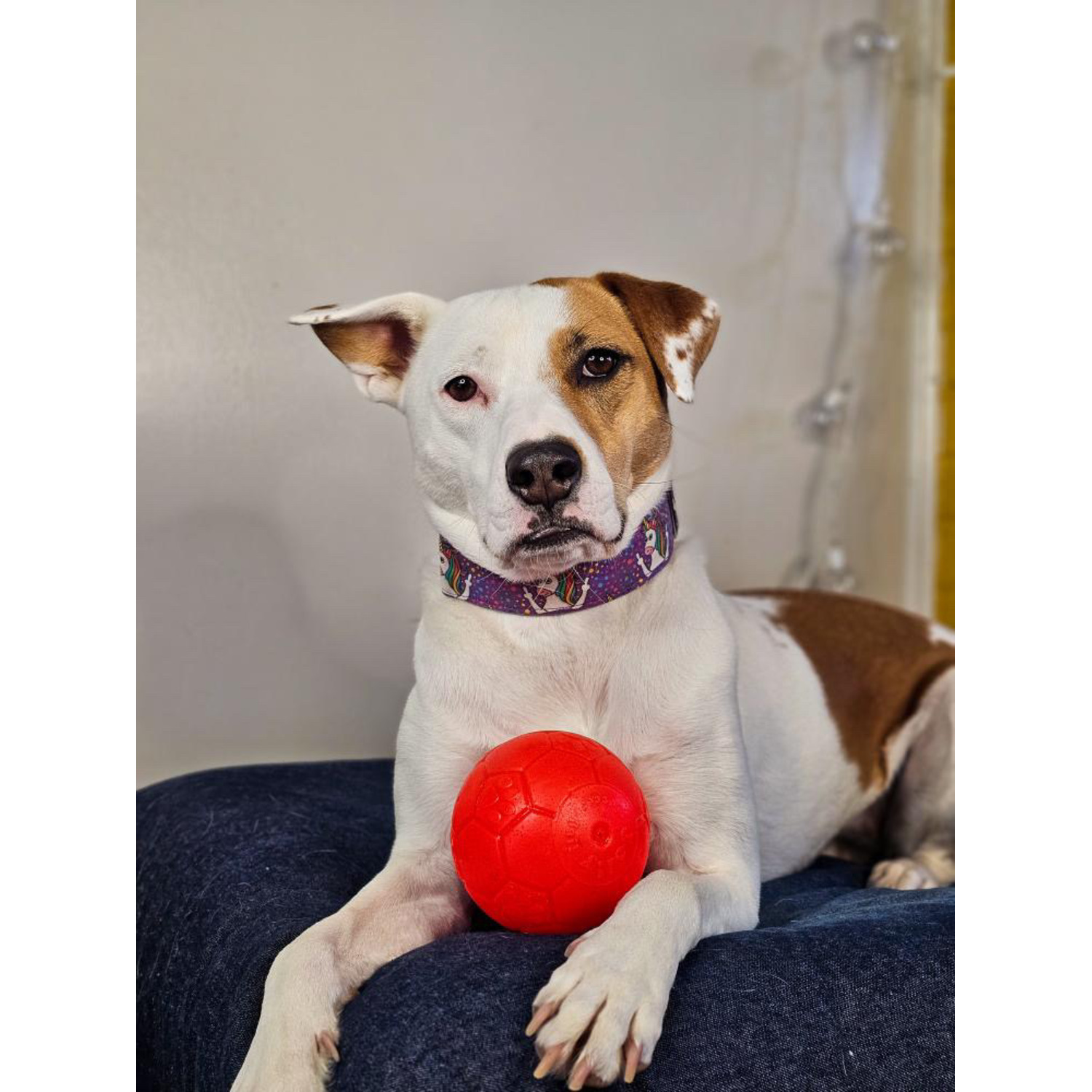 Jolly Pets Soccer Ball Dog Toy, 4", Assorted  Colors