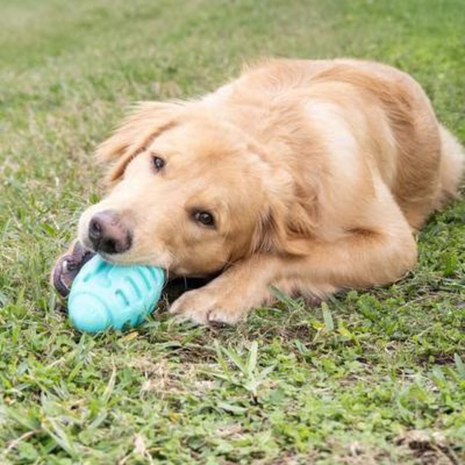 Chews Hues Football Squeaker Medium To Large Sized Dog Toy
