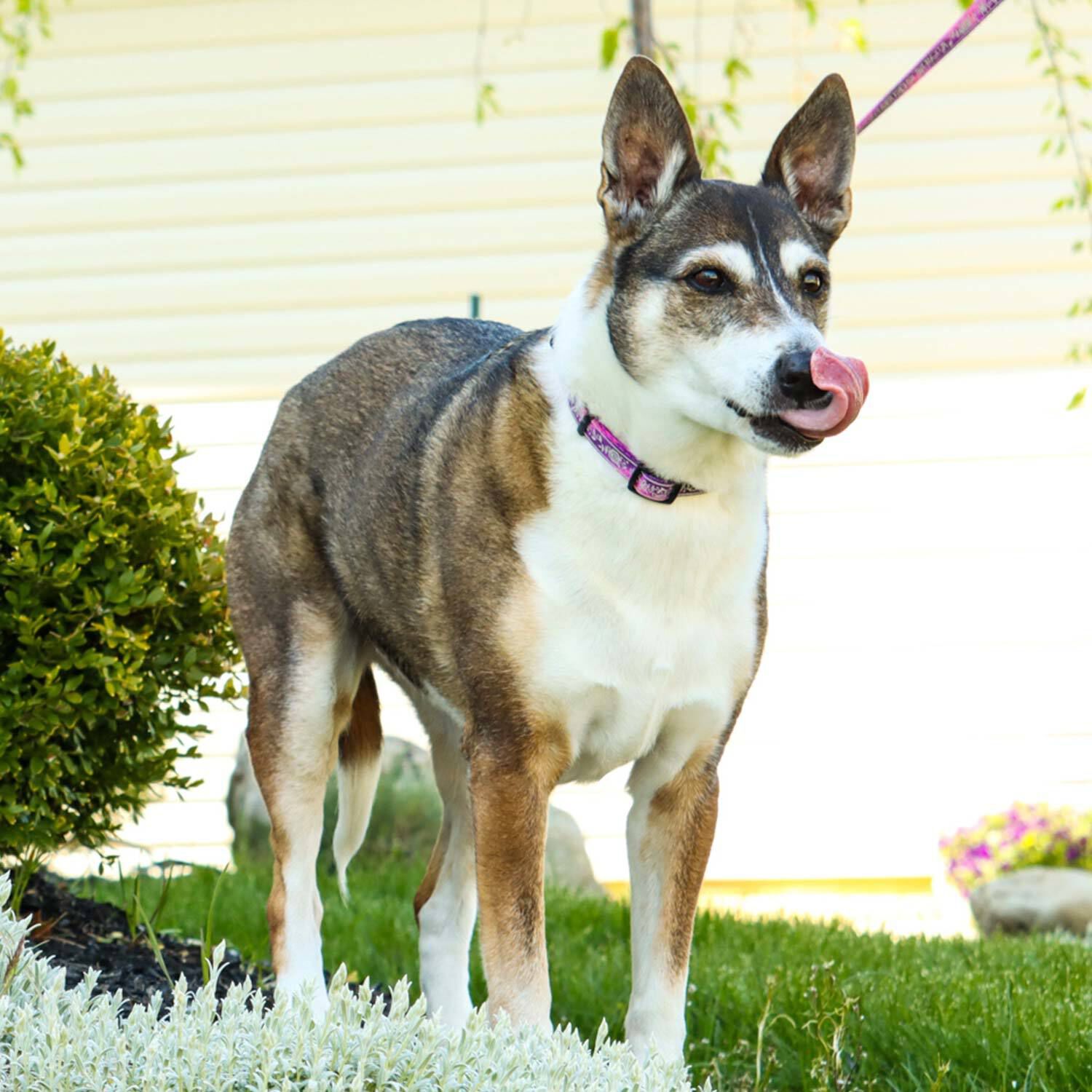 Coastal Pet Products Lazerbrite 6 Foot Patterned Dog Leash, Pink Multi Flowers, 5/8"