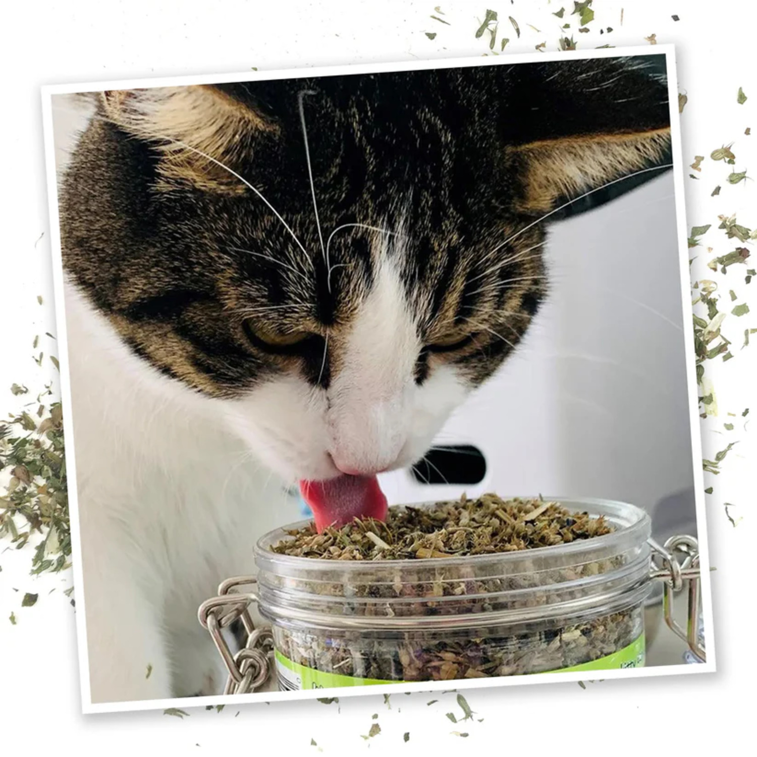 Meowijuana Catnip Pawty Mix Jar For Cats