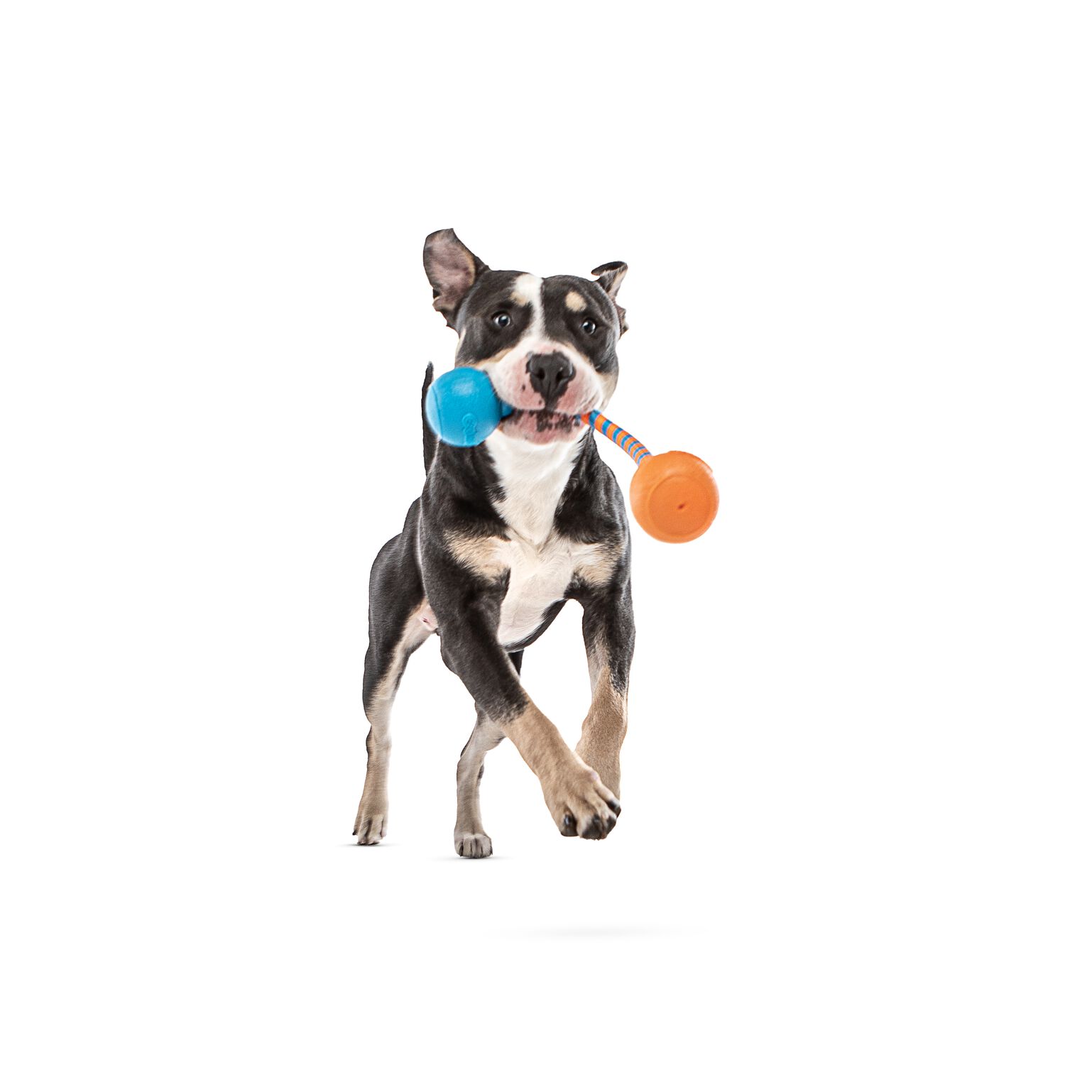 Guru Squeaking Rope Interactive Dog Toy, Medium