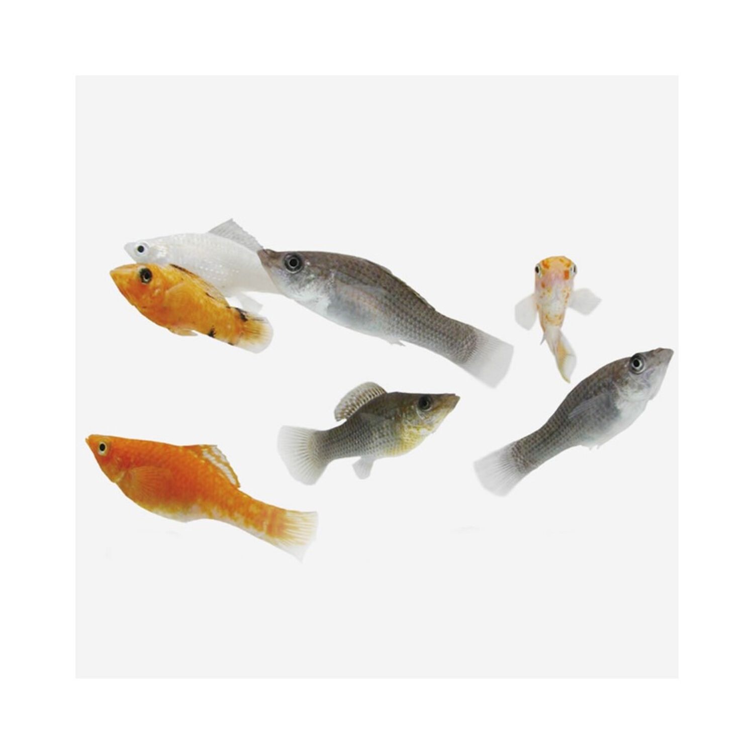 Assorted Sailfin Balloon Molly Regular