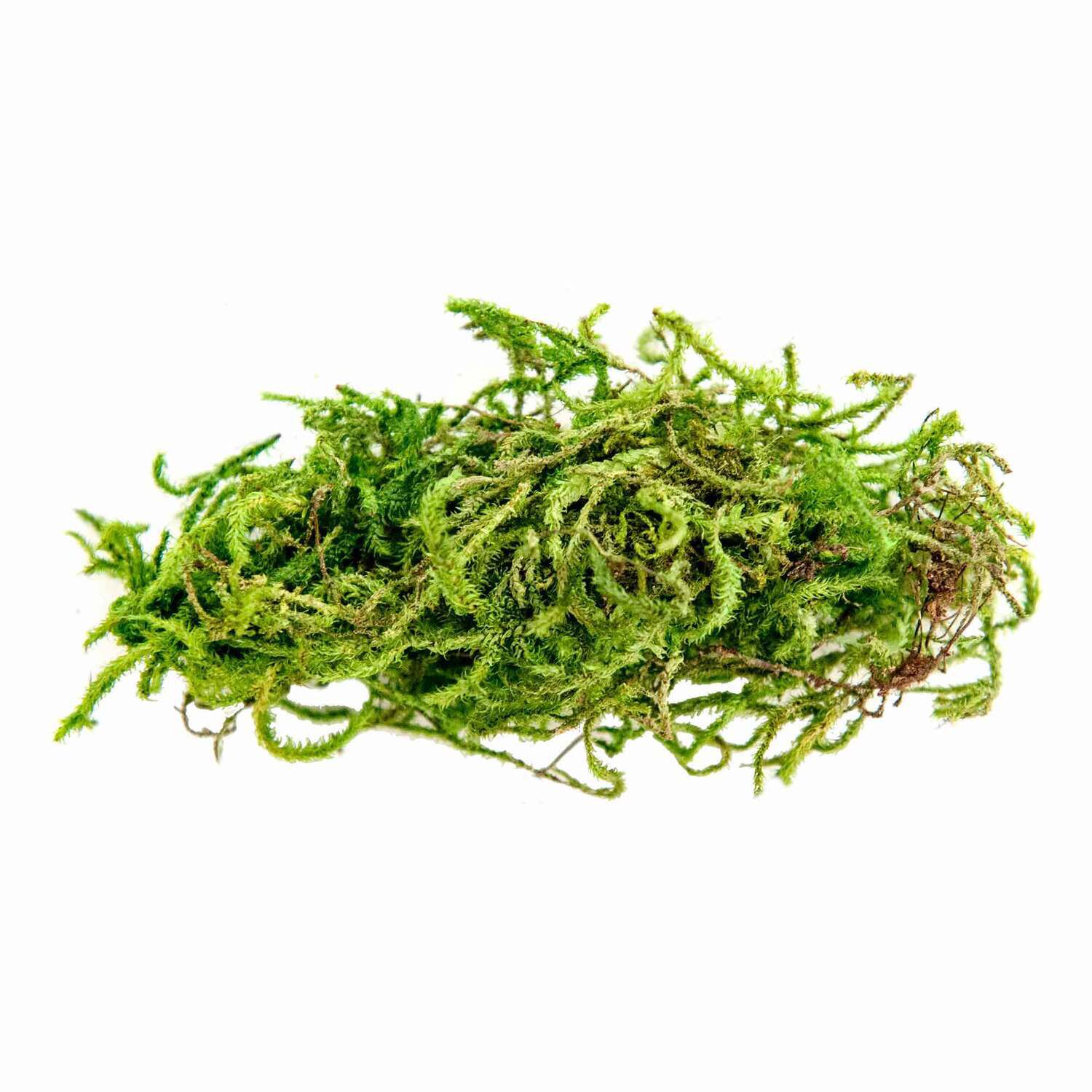 Gal&aacute;pagos Terrarium Starter Kit, Humid Environment, 4.5Qt Box