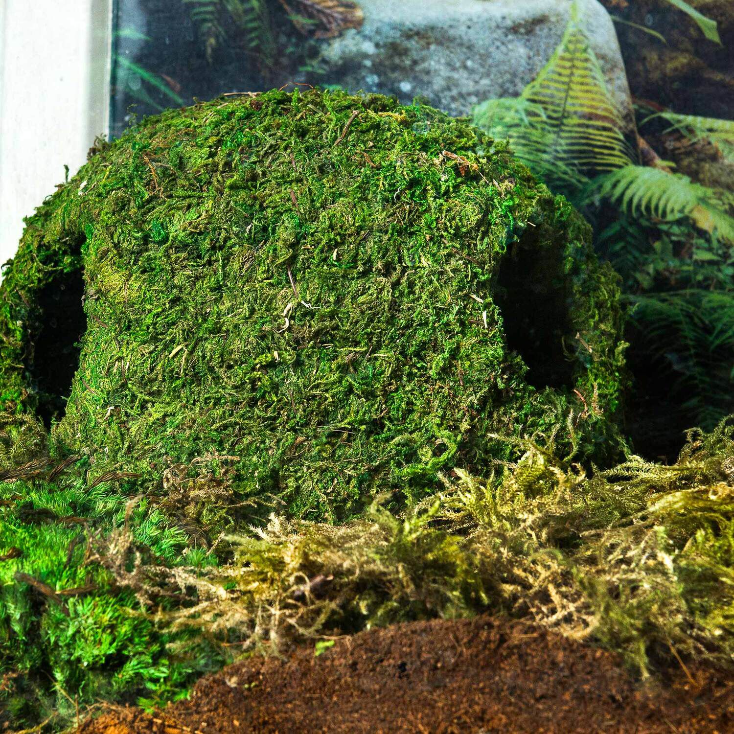 Gal&aacute;pagos Mossy Cave With Holes, Green, 8In Diameter