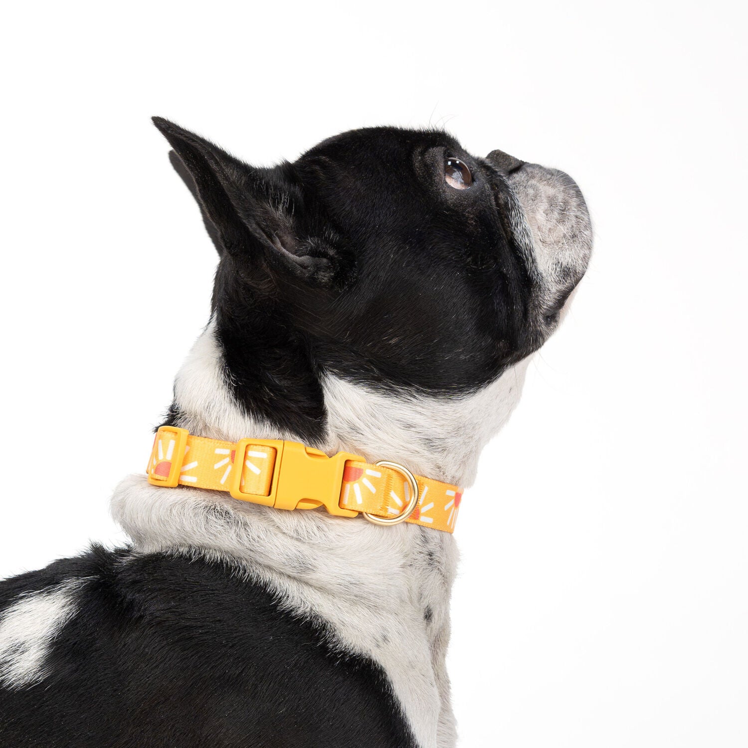 Simply Dog Sunshine Dog Collar, Orange