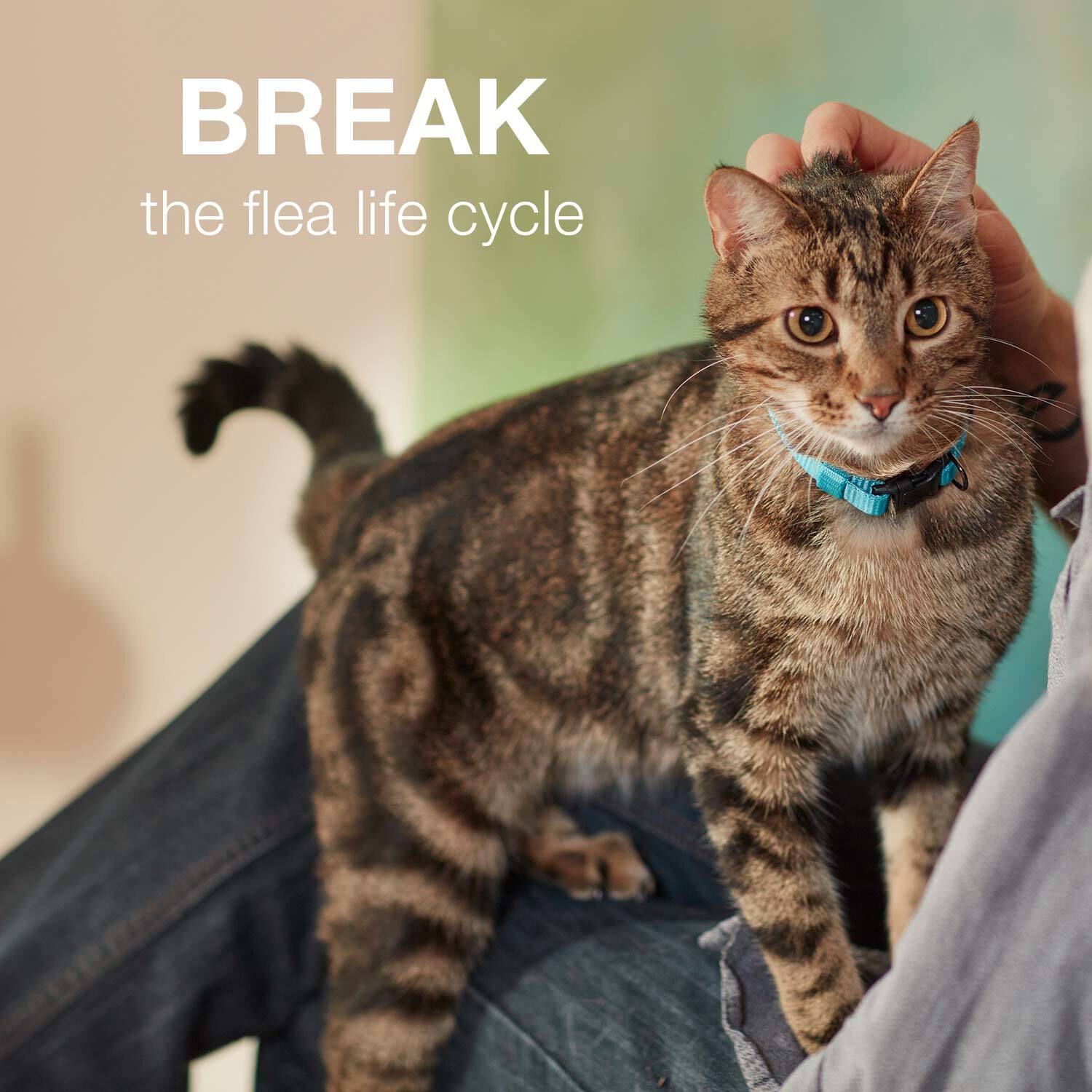 Advantage 2 deals for cats coupons