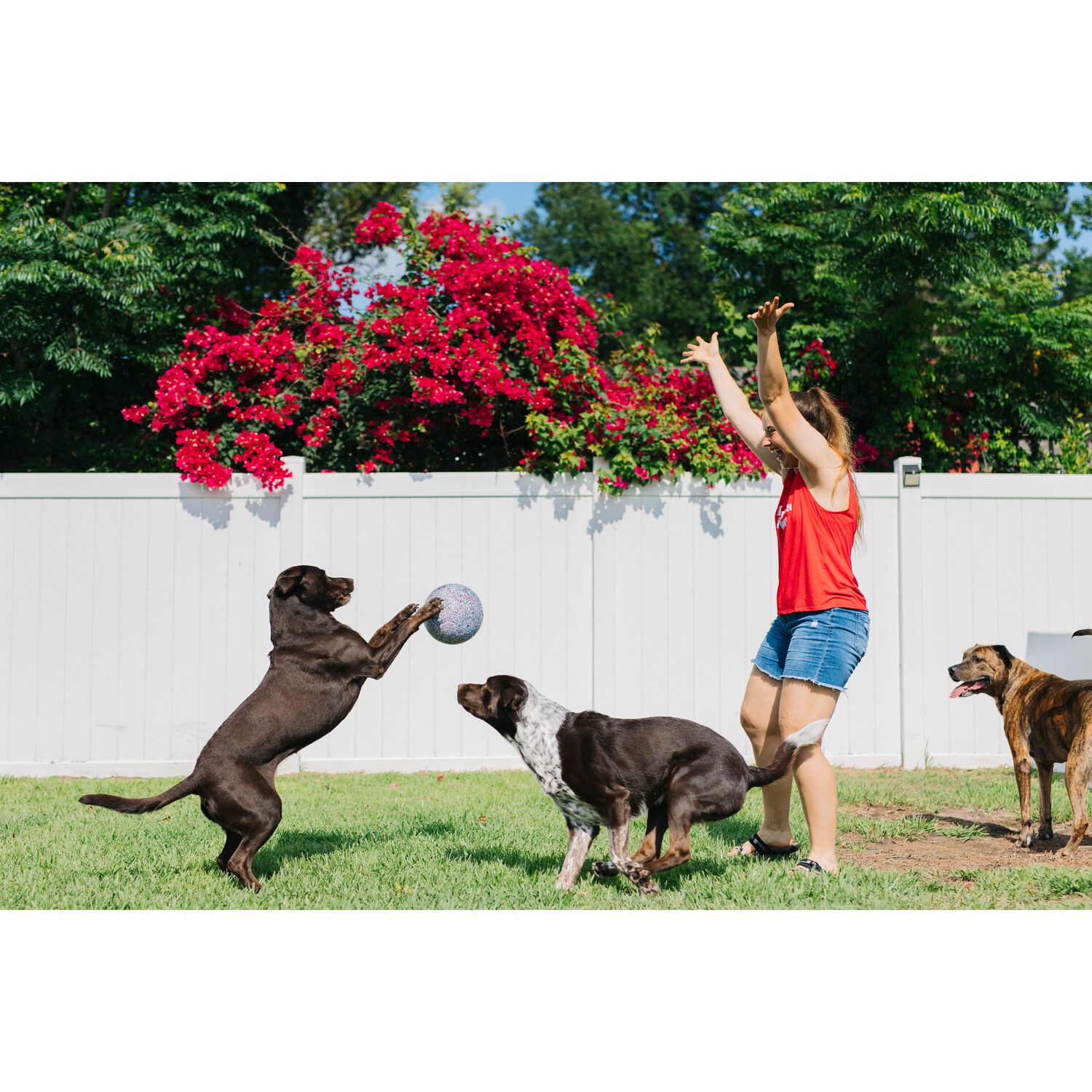 Jolly Pets Red, White, And Blue Jolly Soccer Ball Dog Toy, 8"