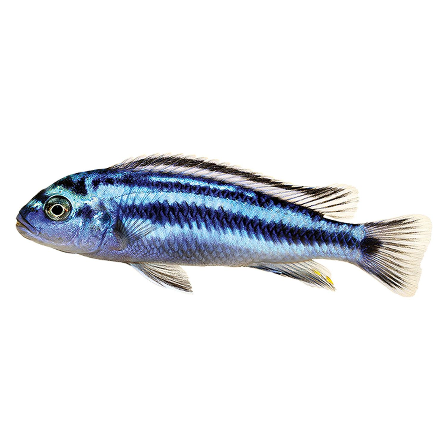 Electric Blue Johanni