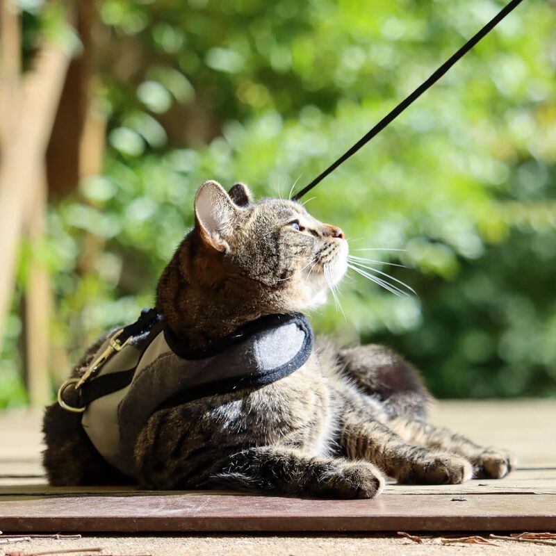 Coastal Pet Adjustable Cat Wrap Harness With 6' Leash, Gray, 11" 16"