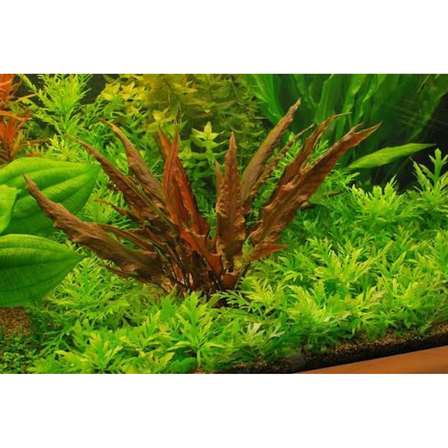 Cryptocoryne Wendtii (Red