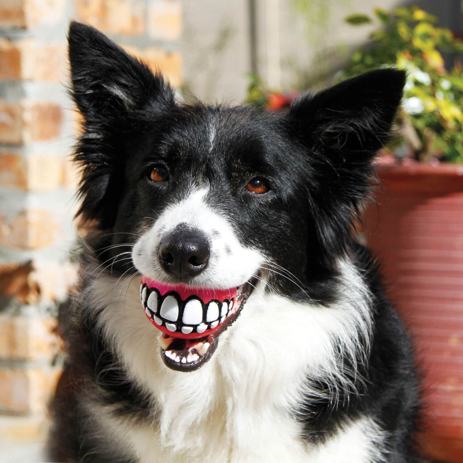 Toothy dog ball discount