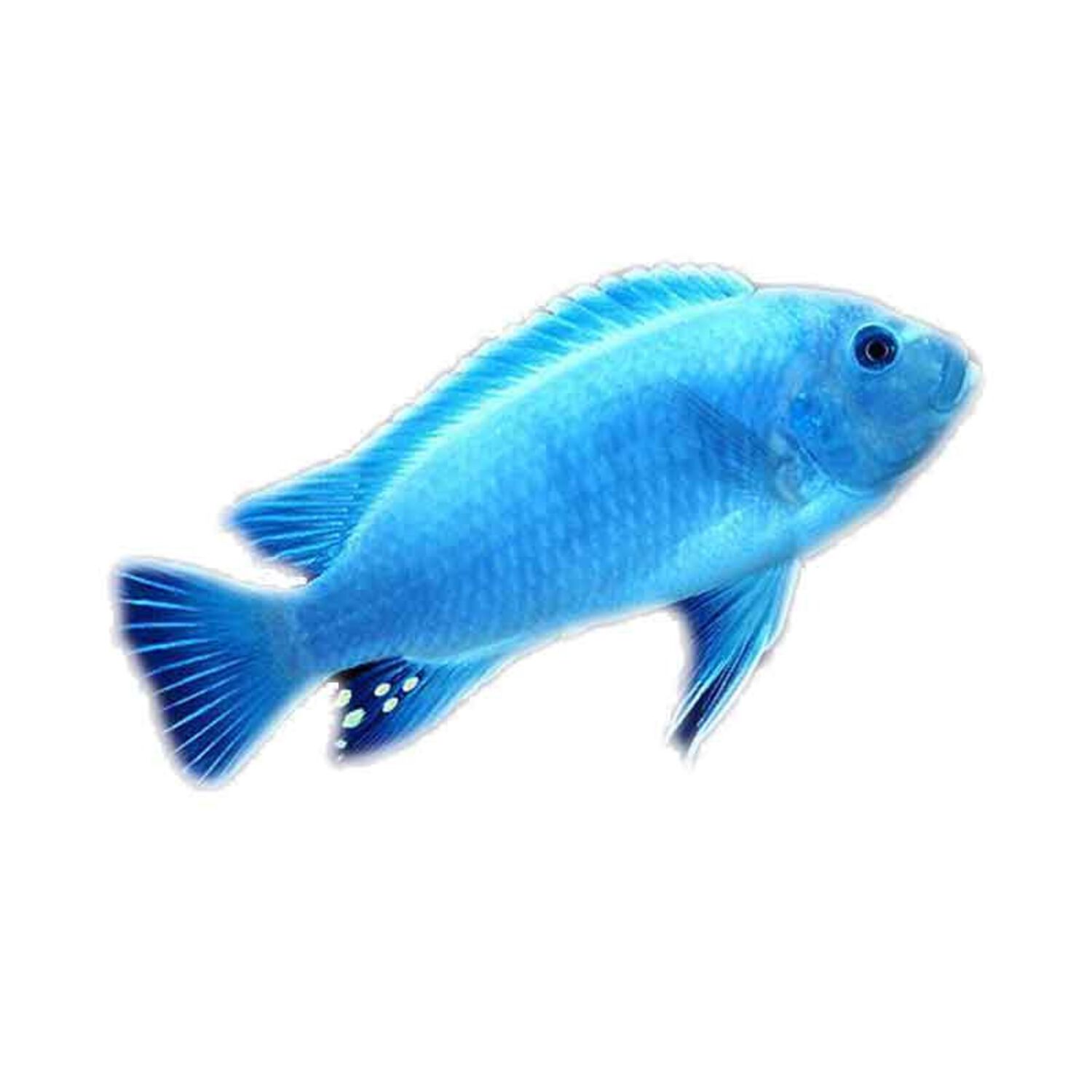Pseudotropheus Acei