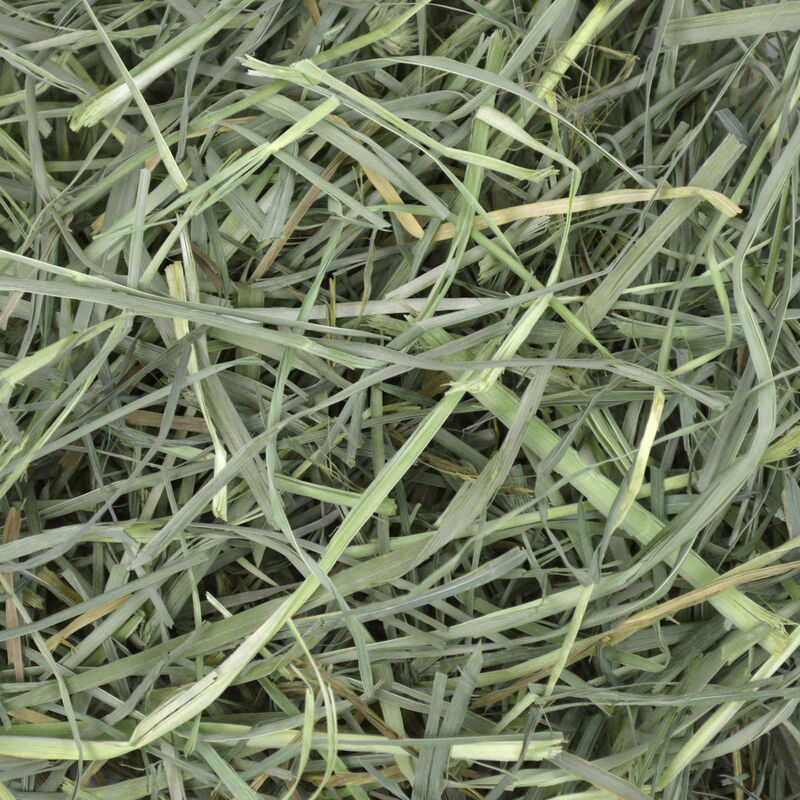 Orchard Grass Hay For Small Animals image number 3