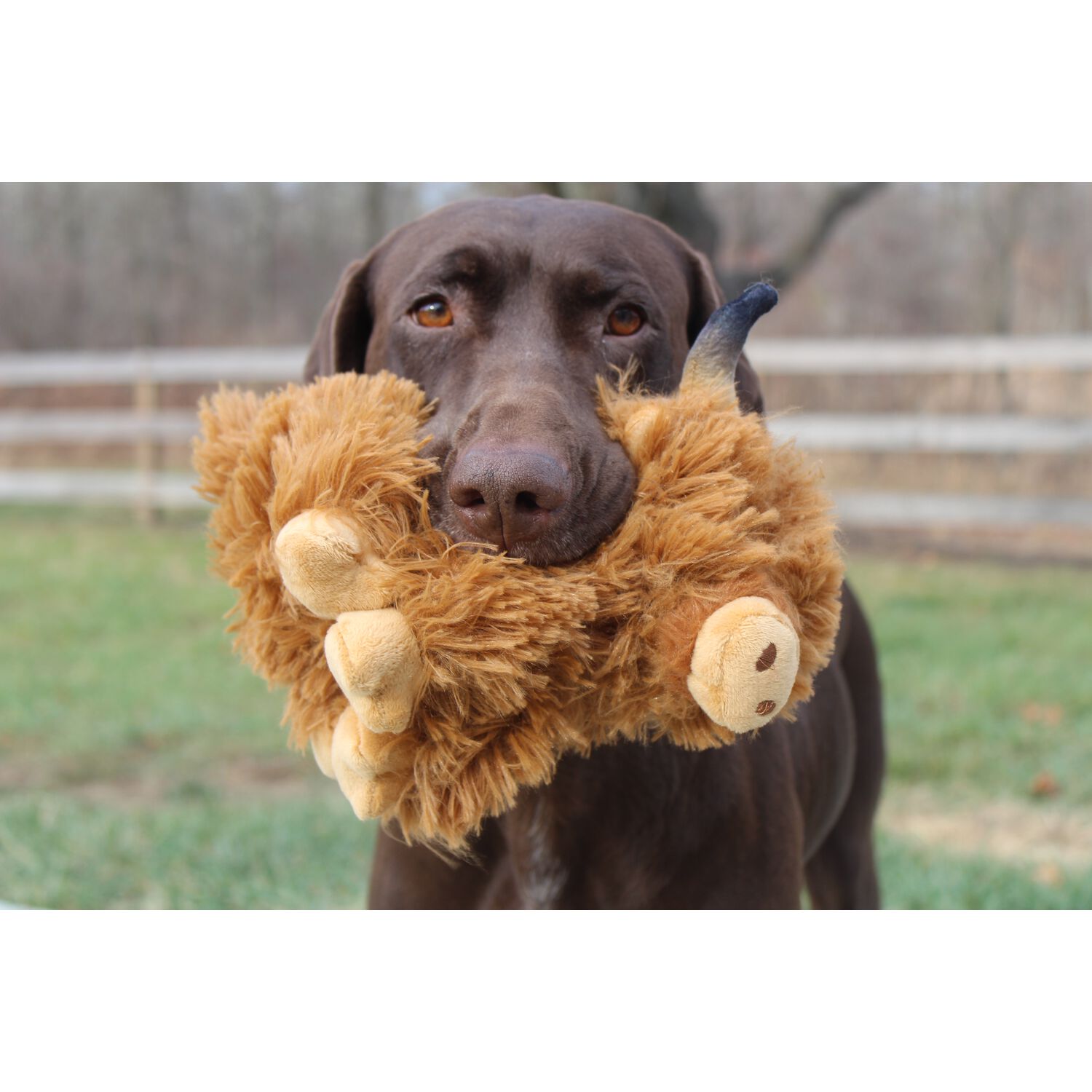 Tall Tails Highland Cow Plush Squeaker Plush Dog Toy, 8-Inch